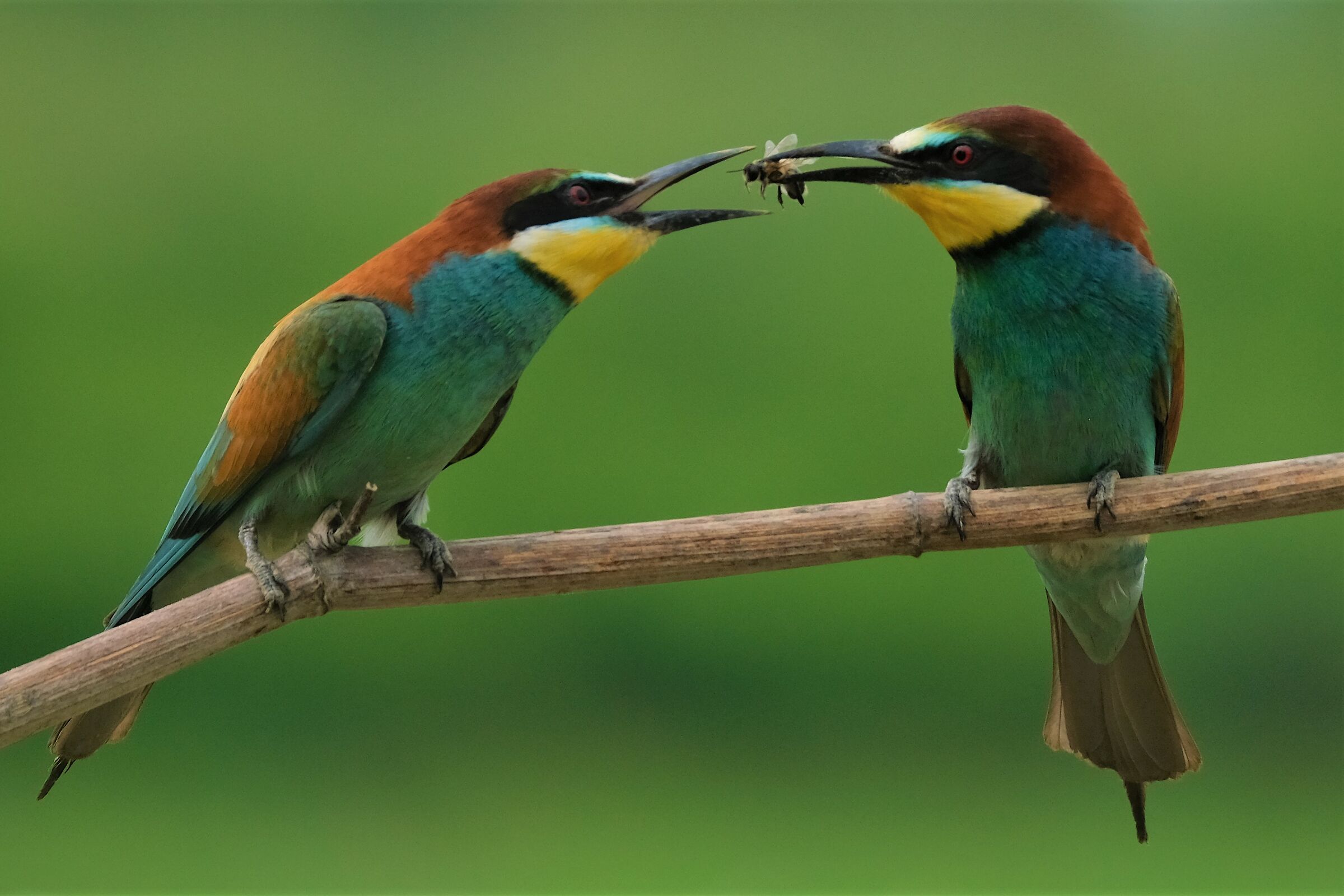 Gift among Bee-eaters