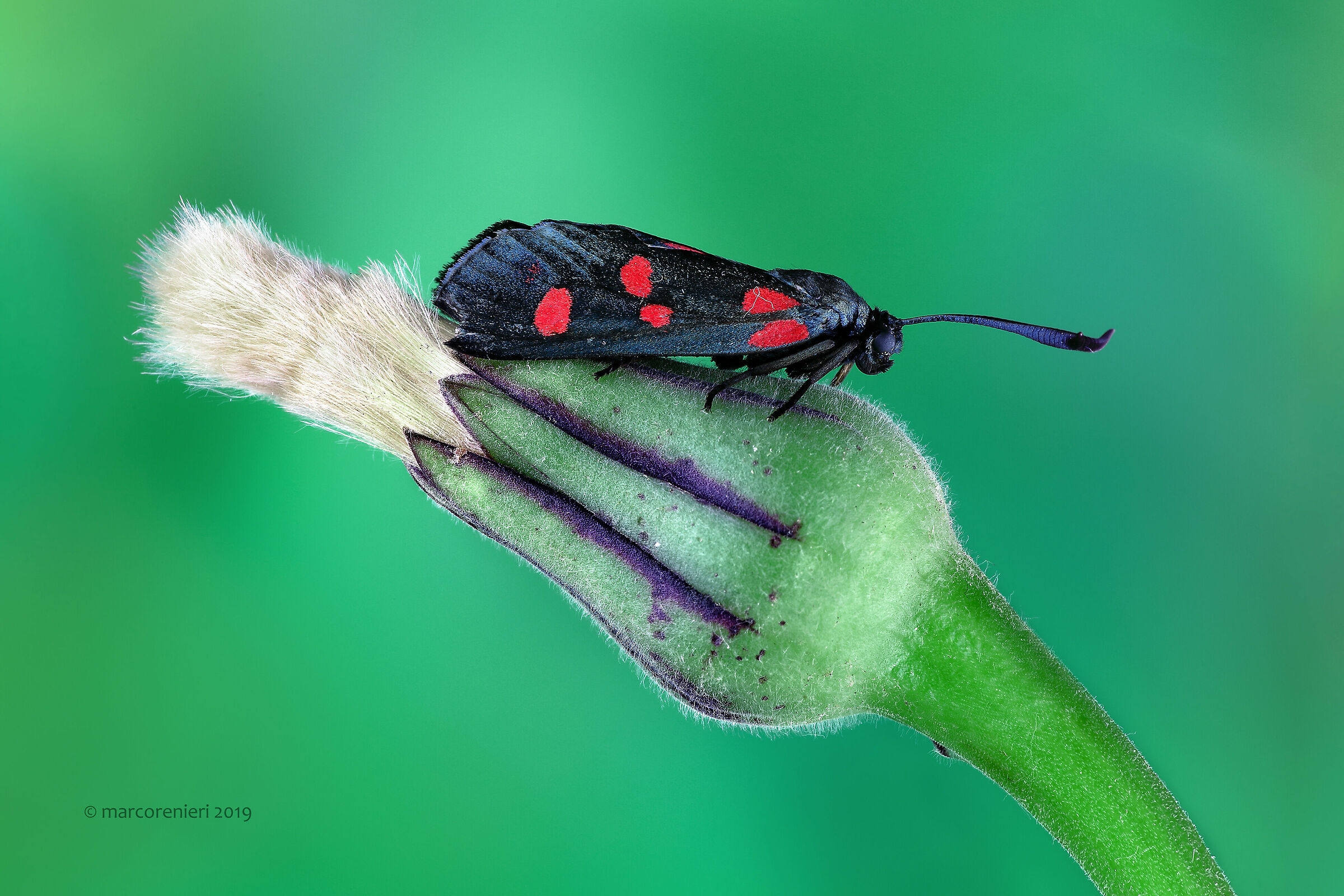 Zygaena Rhadamanthus