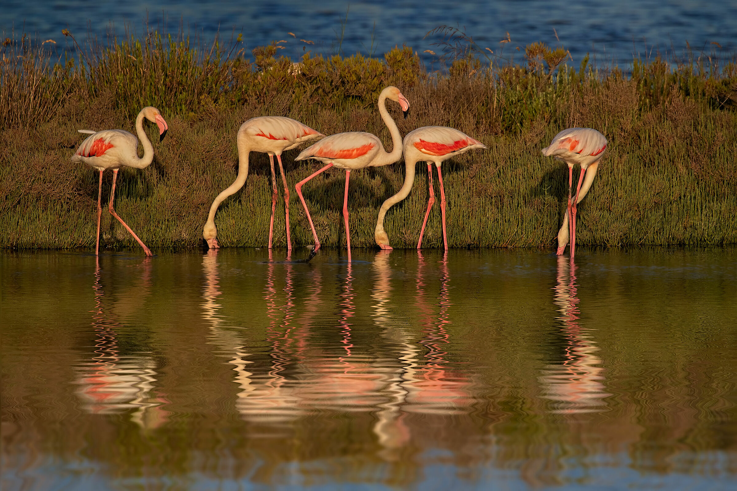Saline di Comacchio, prime luci del mattino.