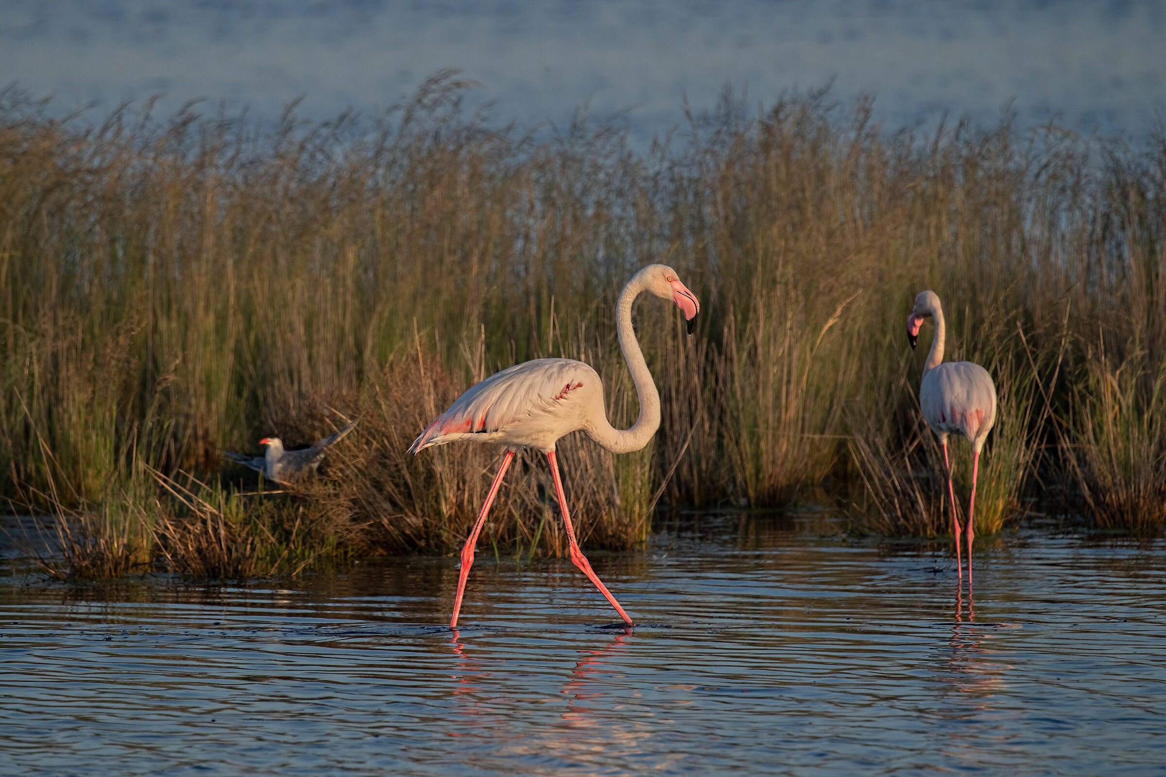 Saline di Comacchio, prime luci del mattino.