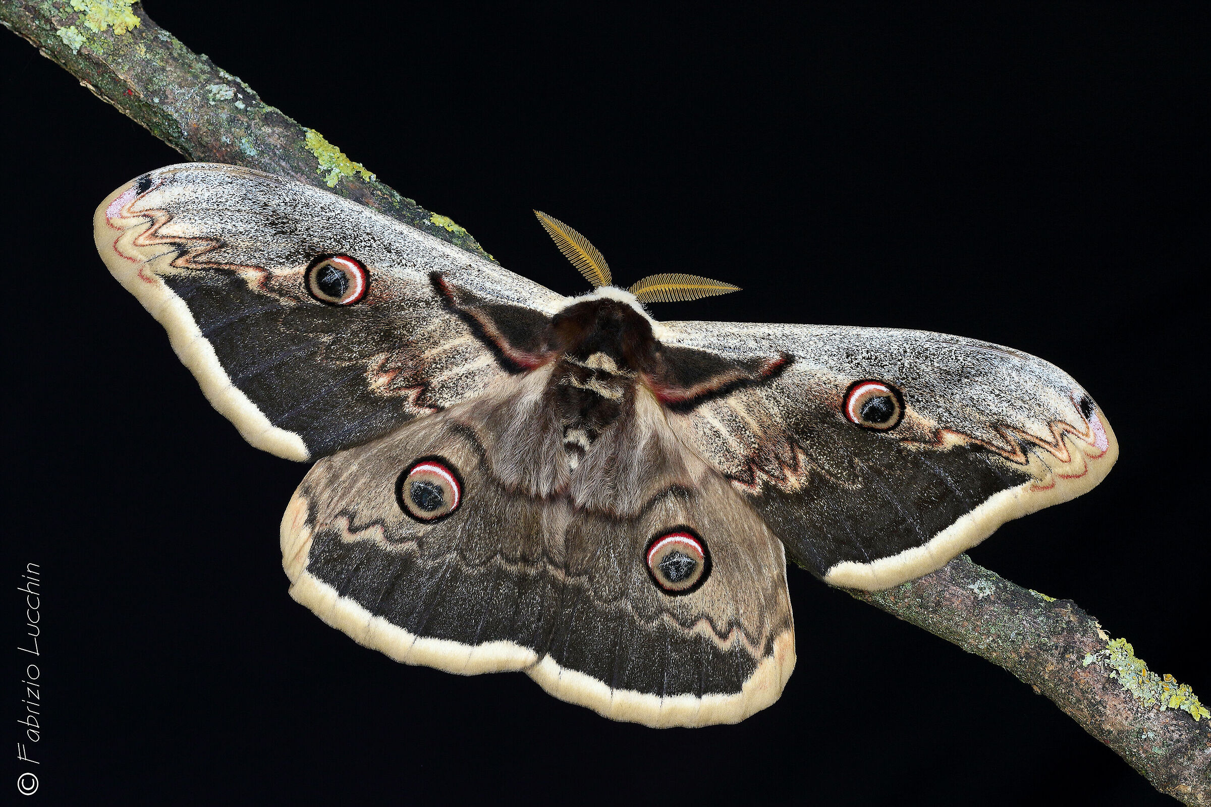 Saturnia pyri  (esemplare maschio)