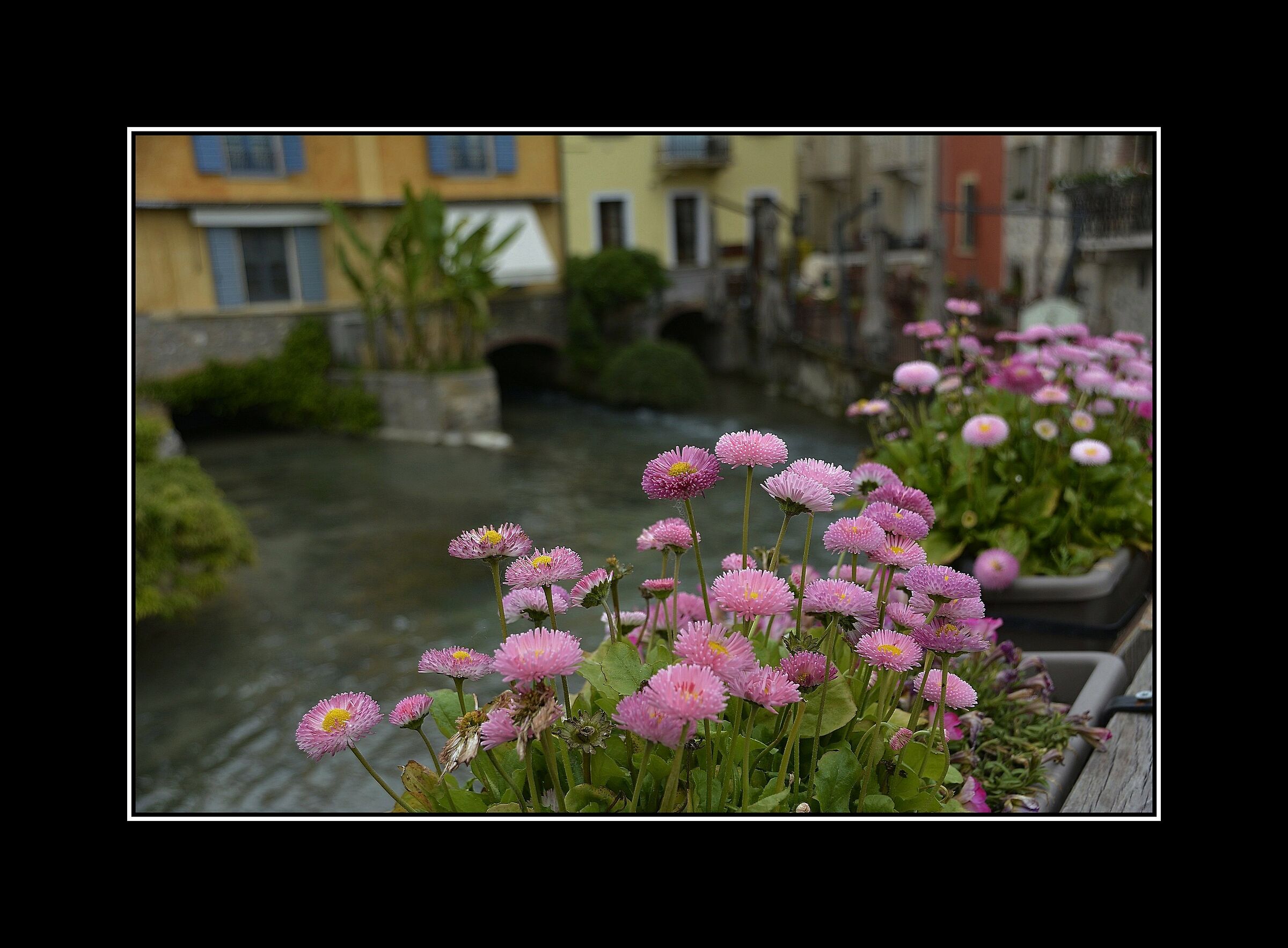 Pink flowers in Borghetto