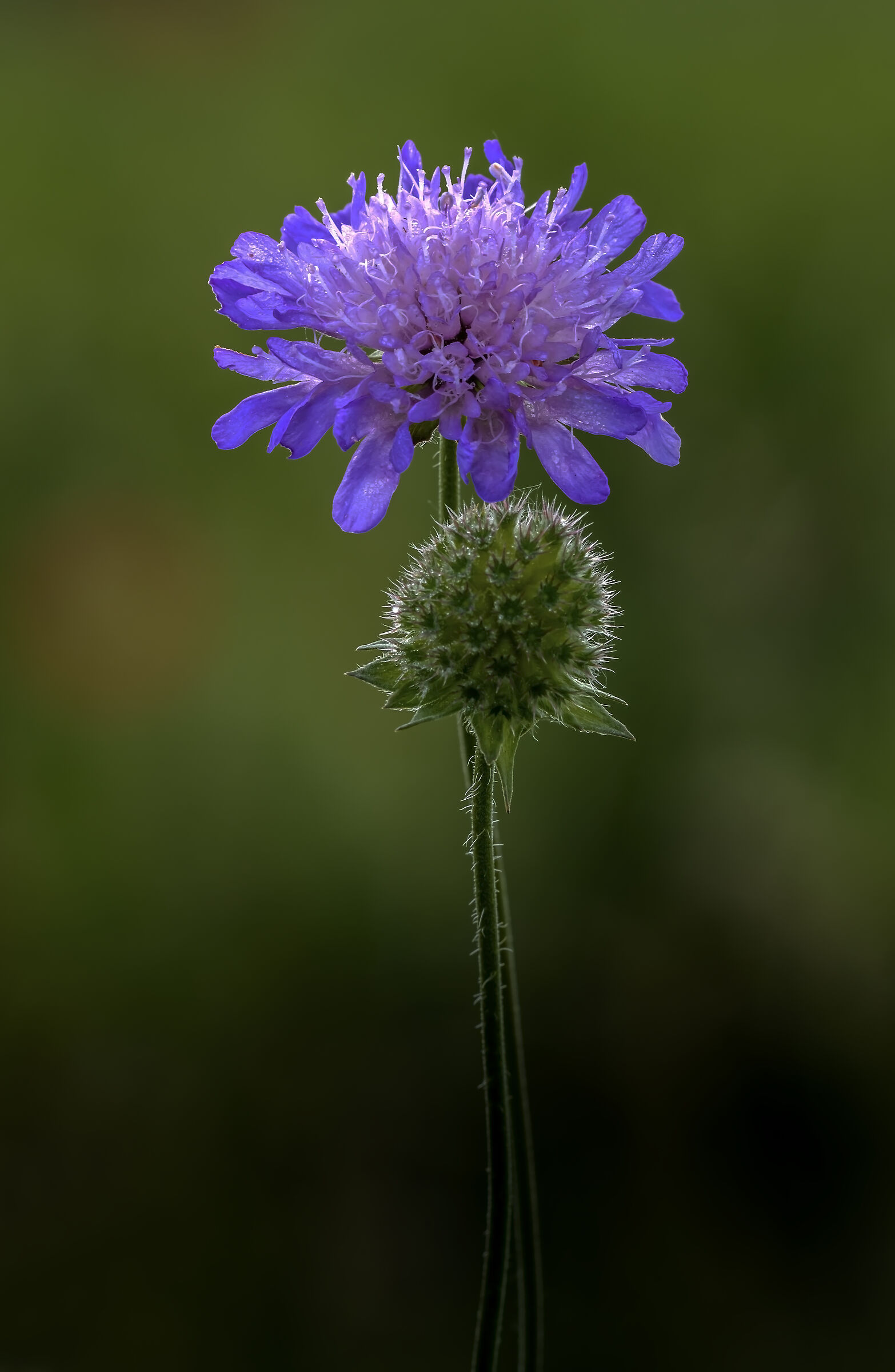 The beautiful and the thorny