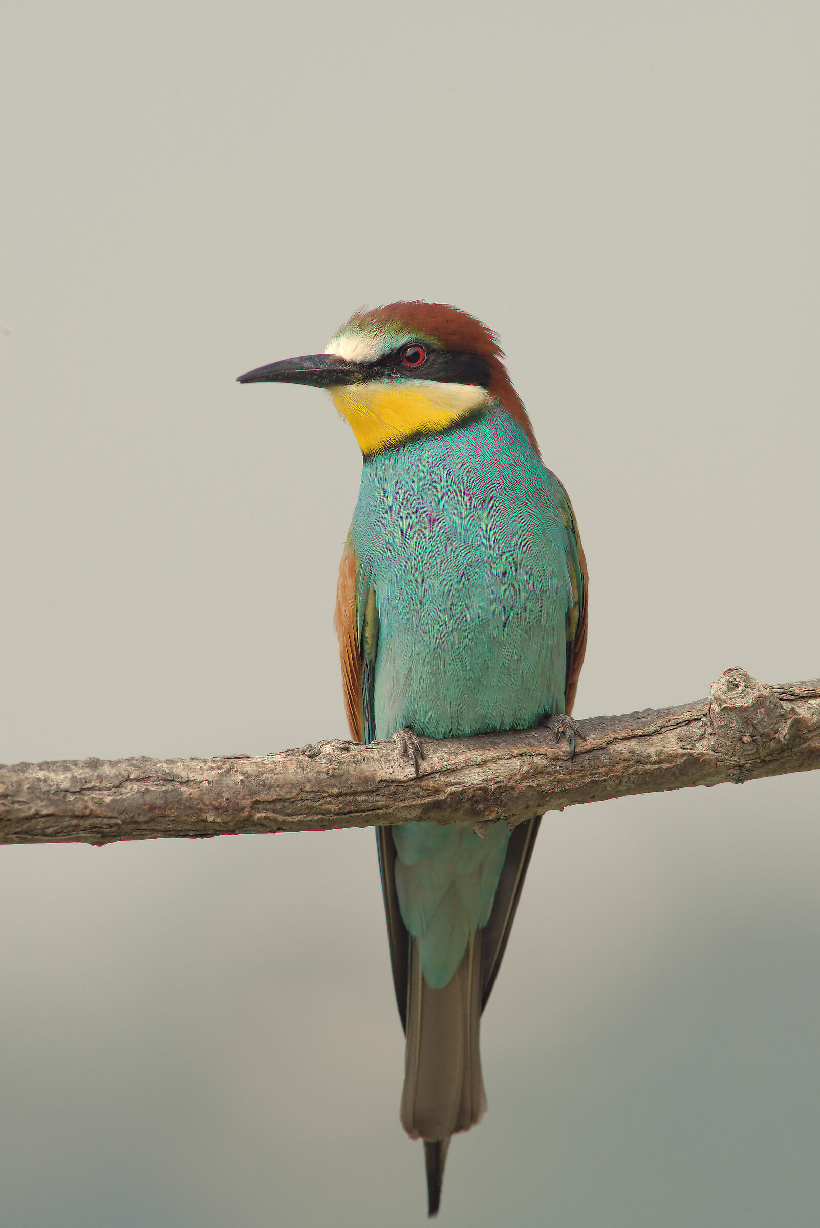 Bee-eater