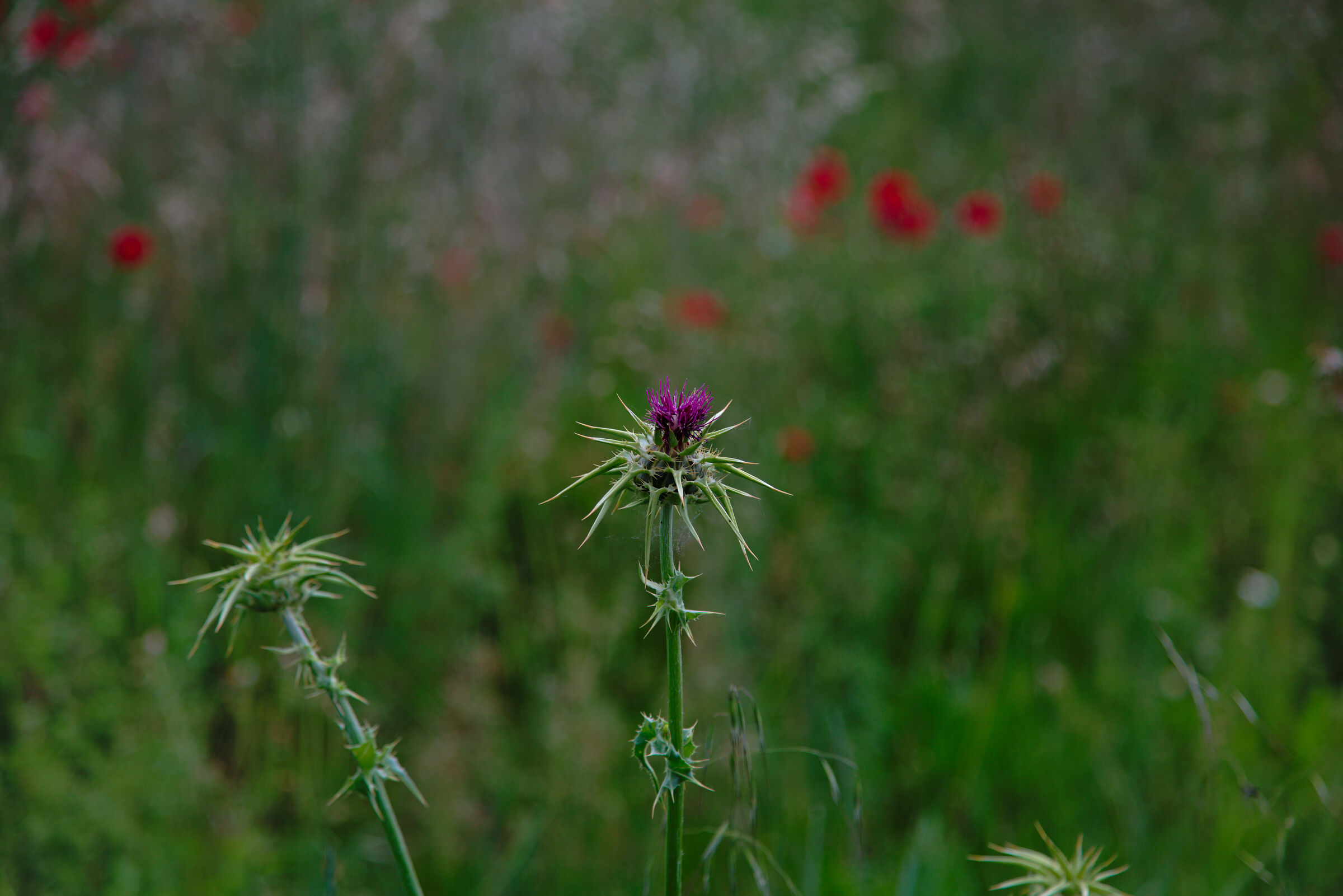 Thistle in poppies field