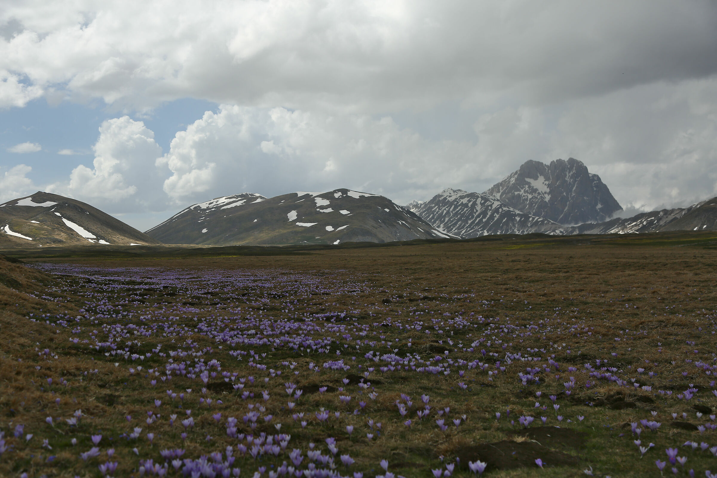 zafferano selvatico sul Gran Sasso