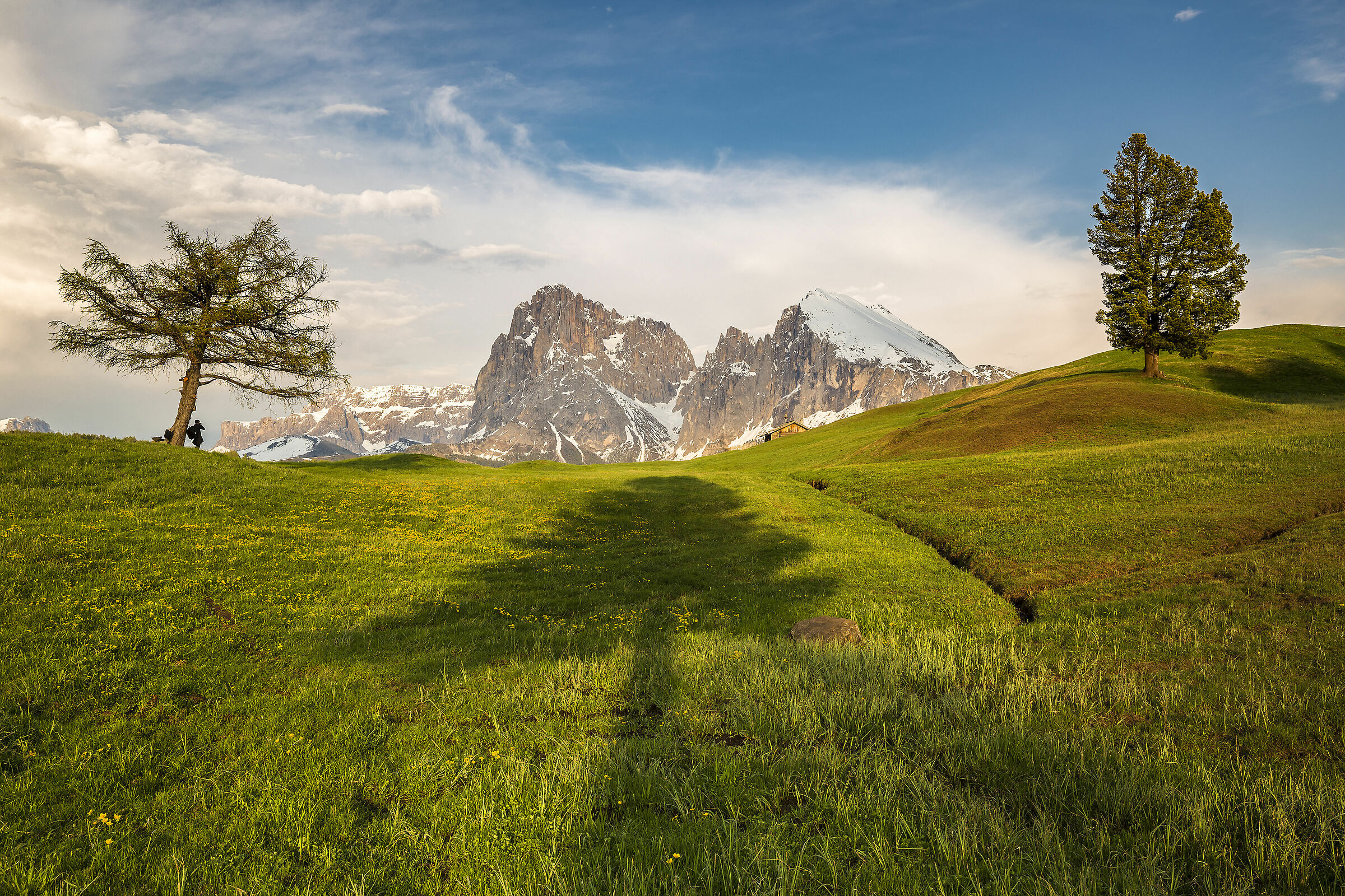 "3"alberelli all'Alpe di Siusi