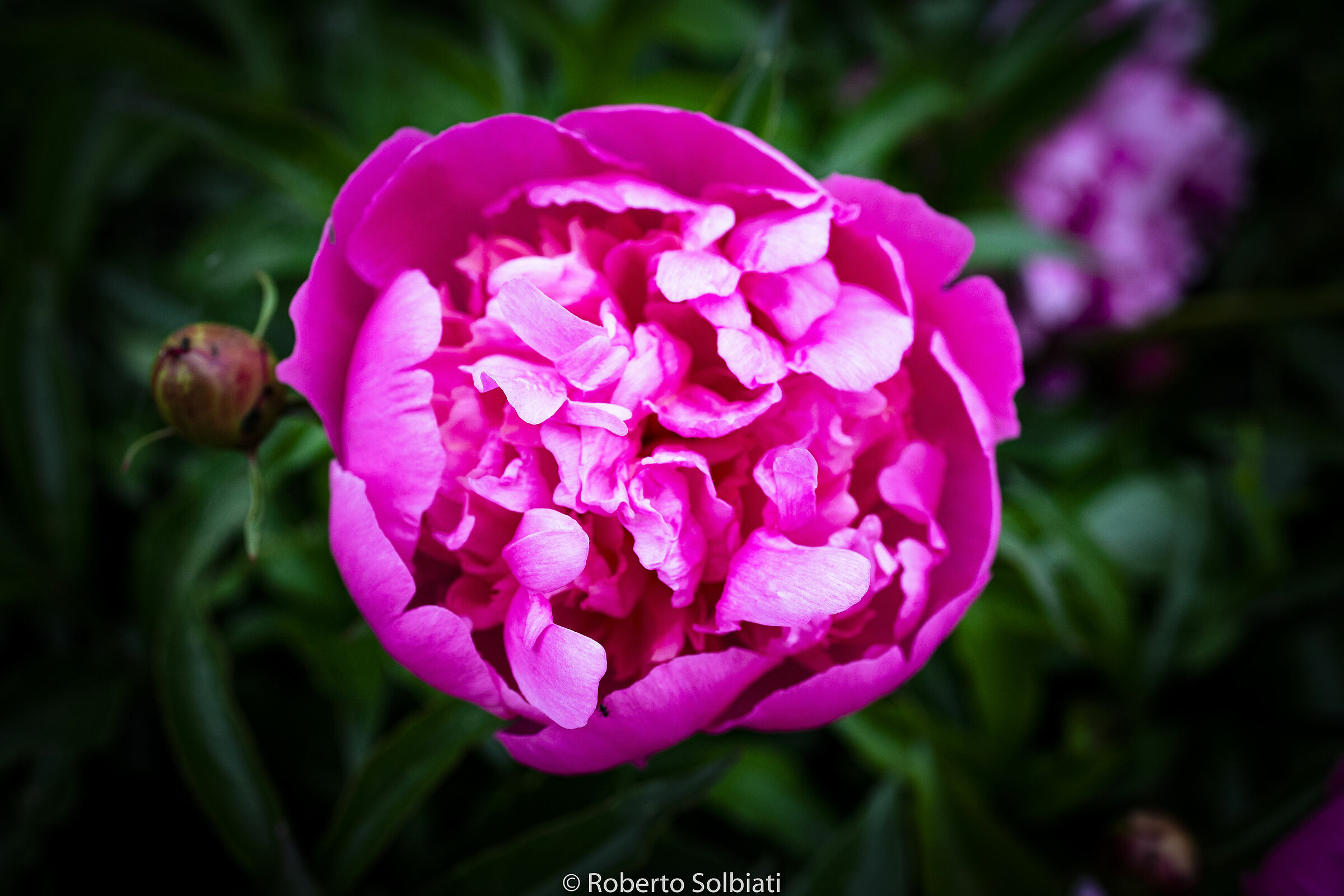 Peonia