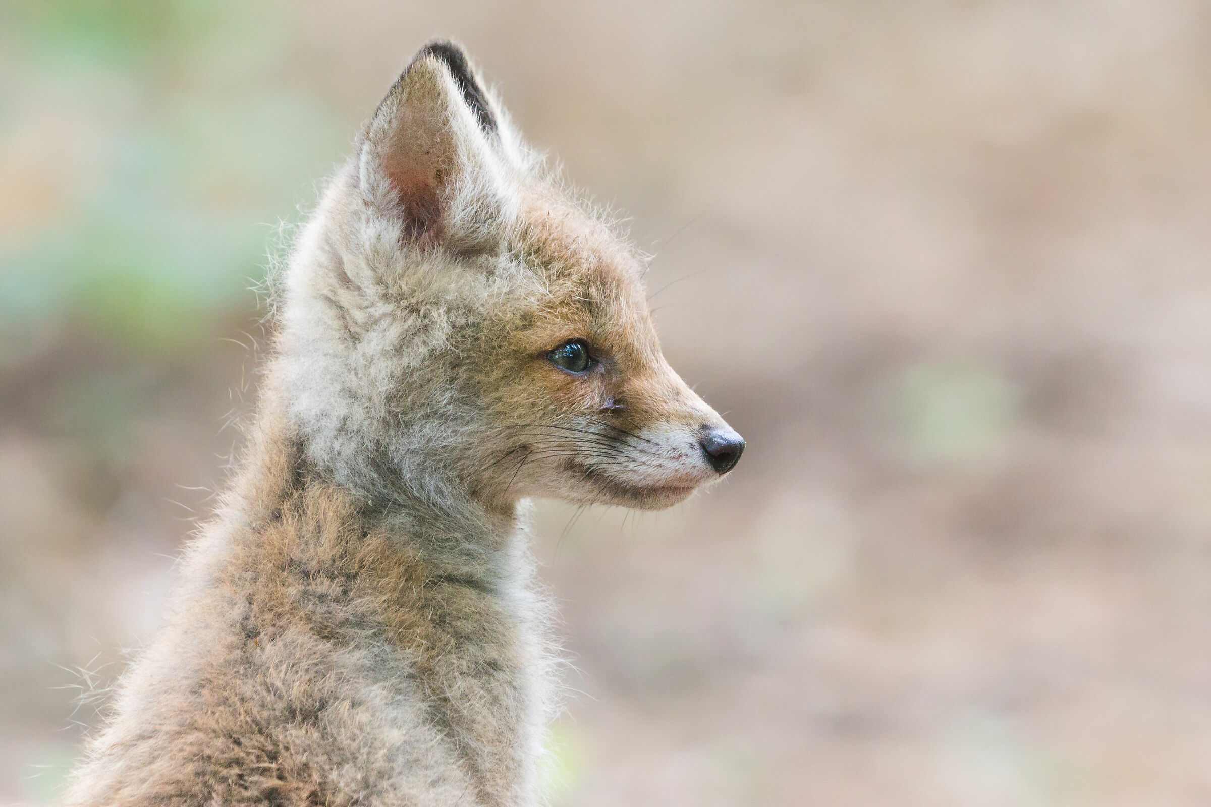 Volpe rossa (Vulpes vulpes)