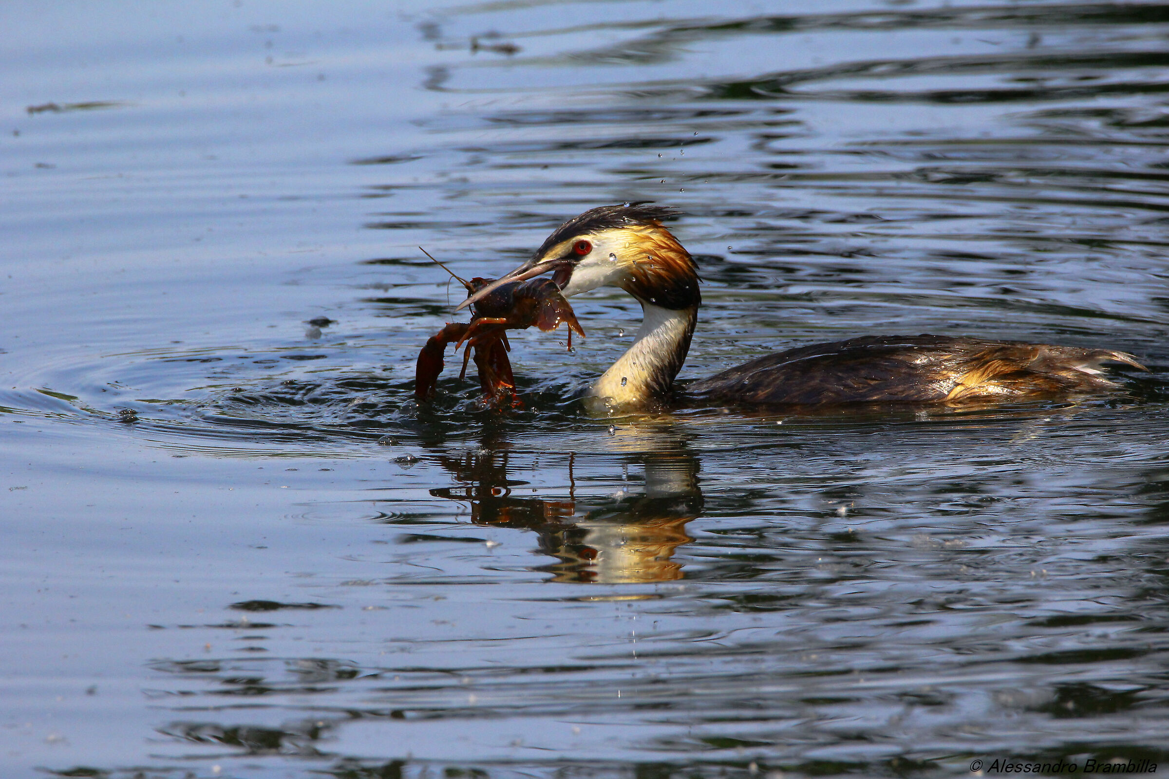 Grebe