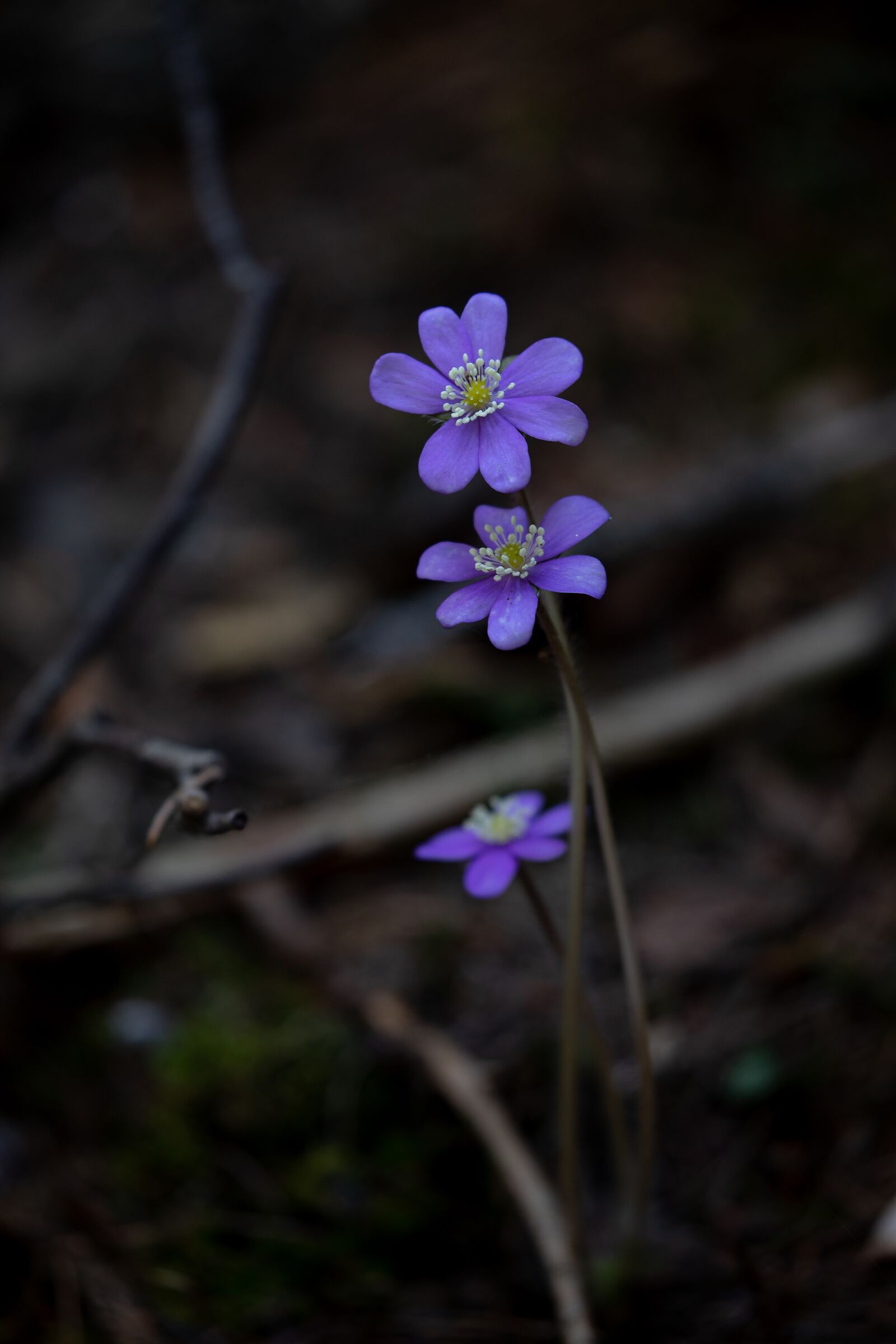 la neve si ritira nel bosco: anemone hepatica