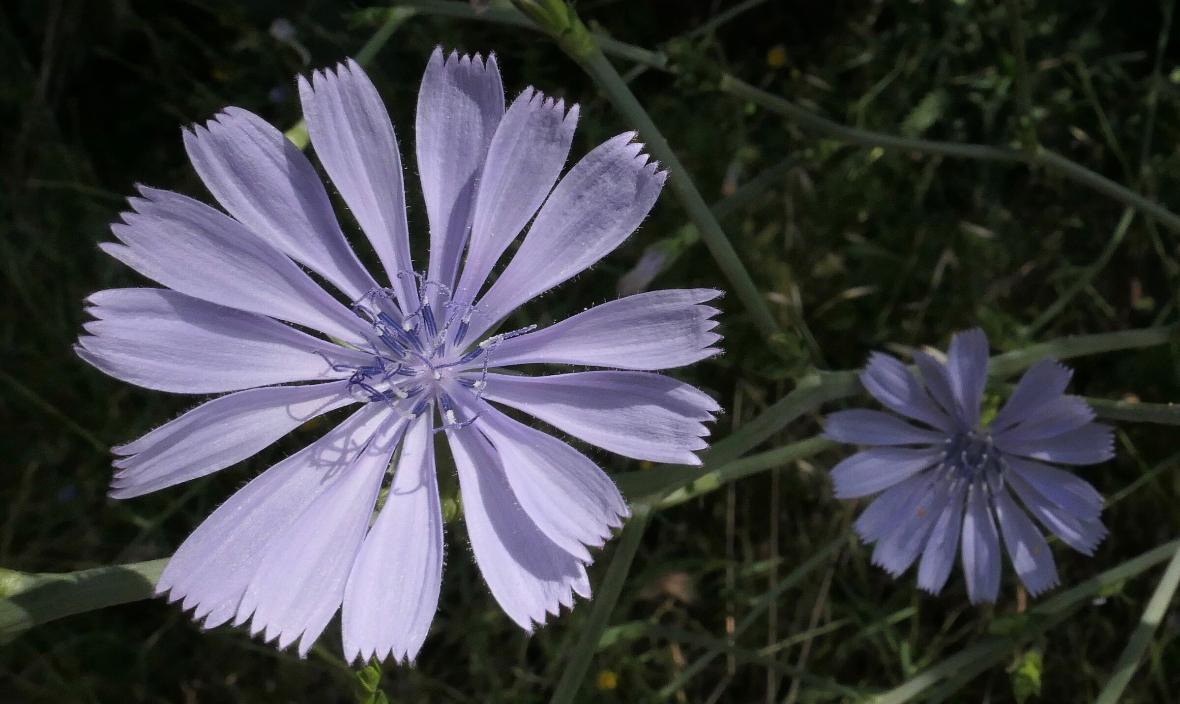 fiore di Cicoria selvatica