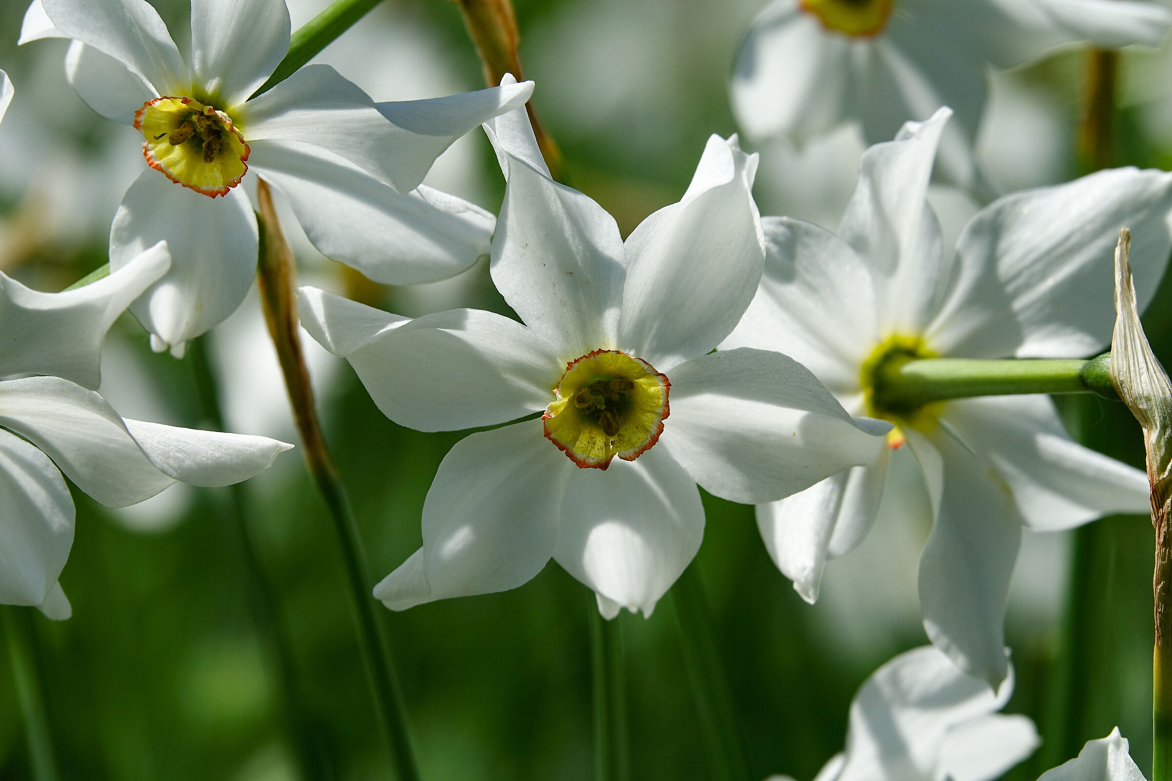 Narcissus poeticus