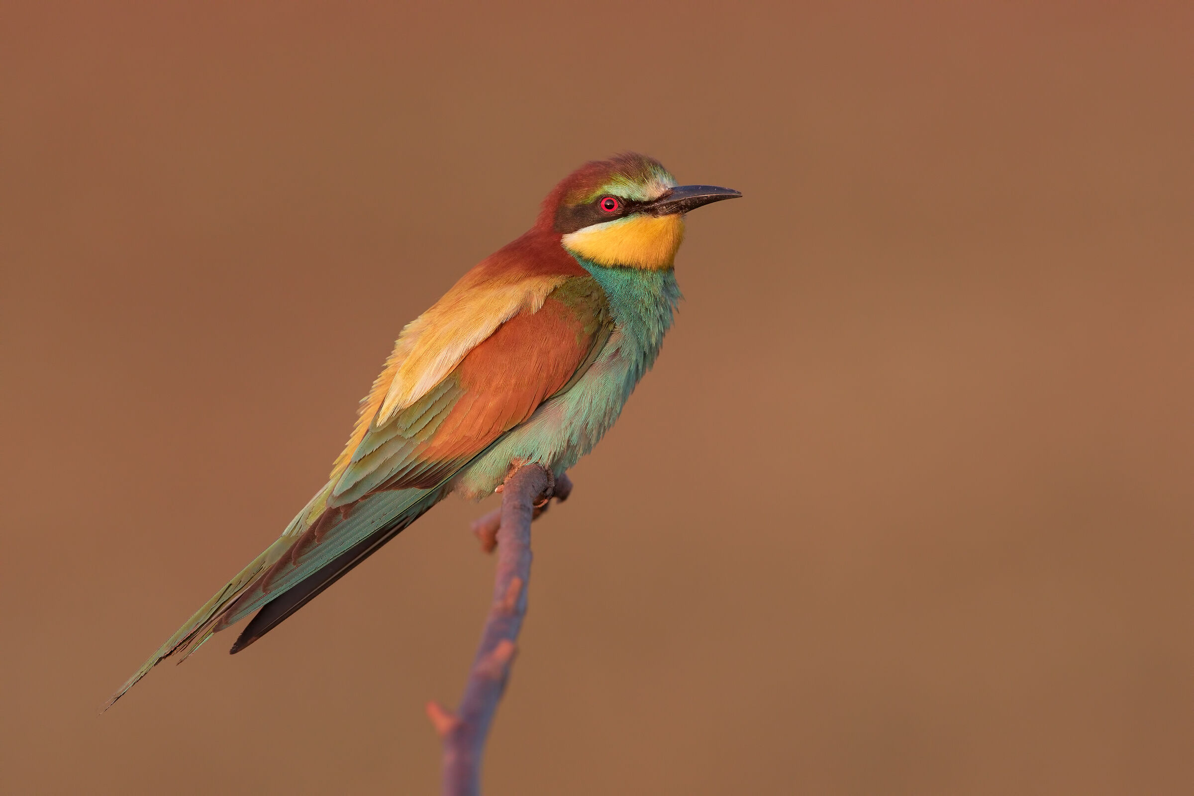 Bee-eater in the last light