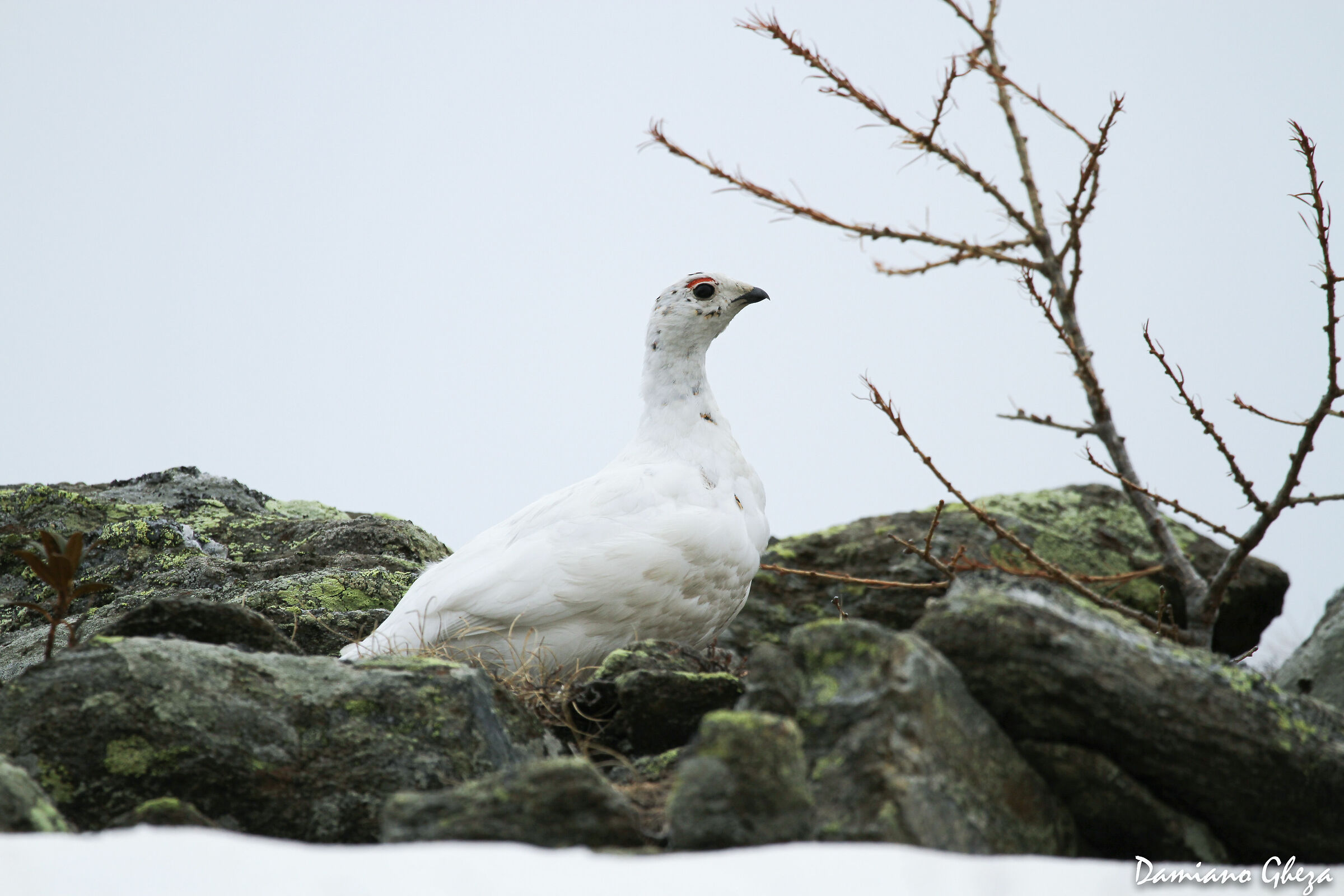 femmina di pernice bianca
