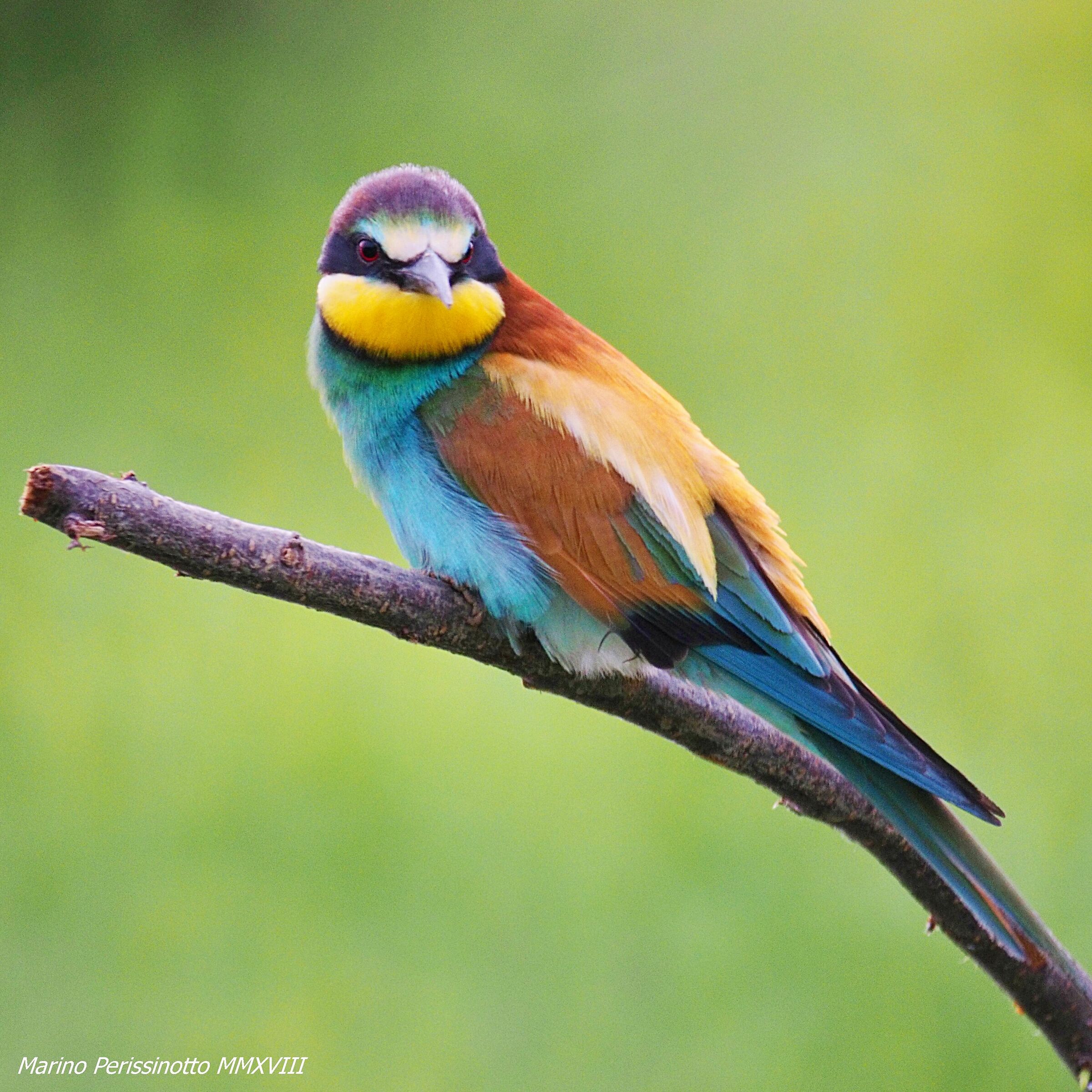 Bee-eater