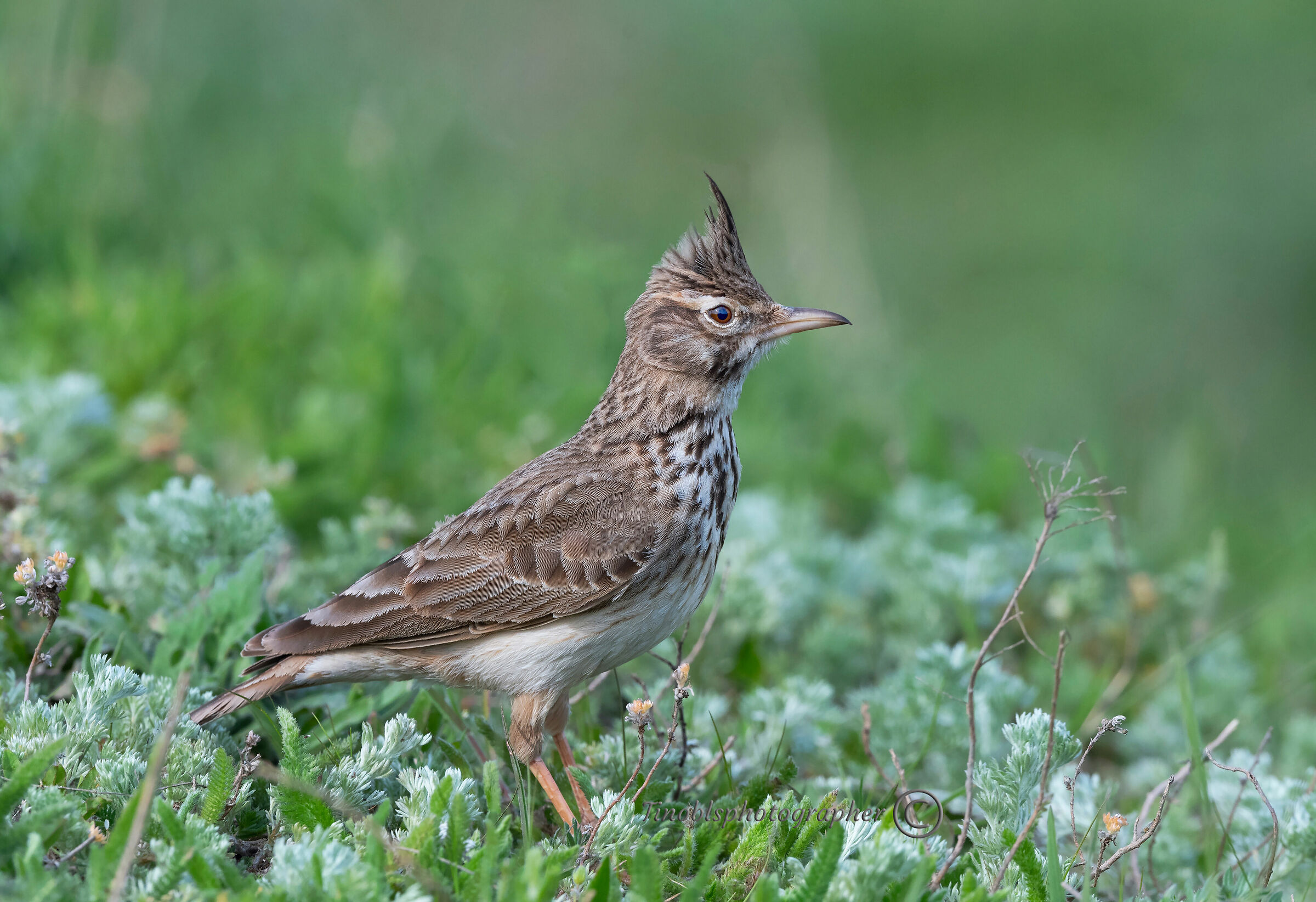 Cappellaccia (Galerida cristata)