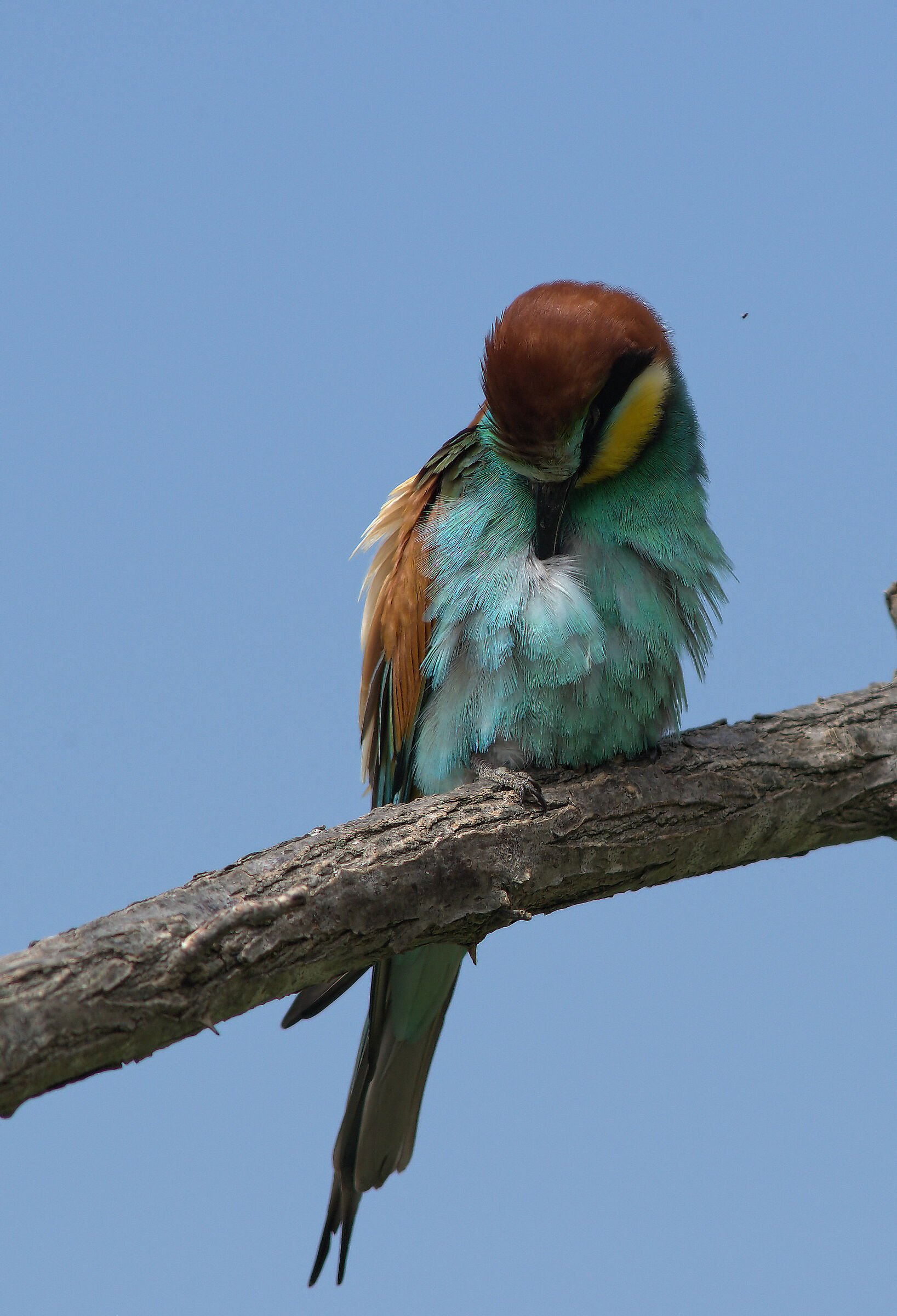 Bee-eater