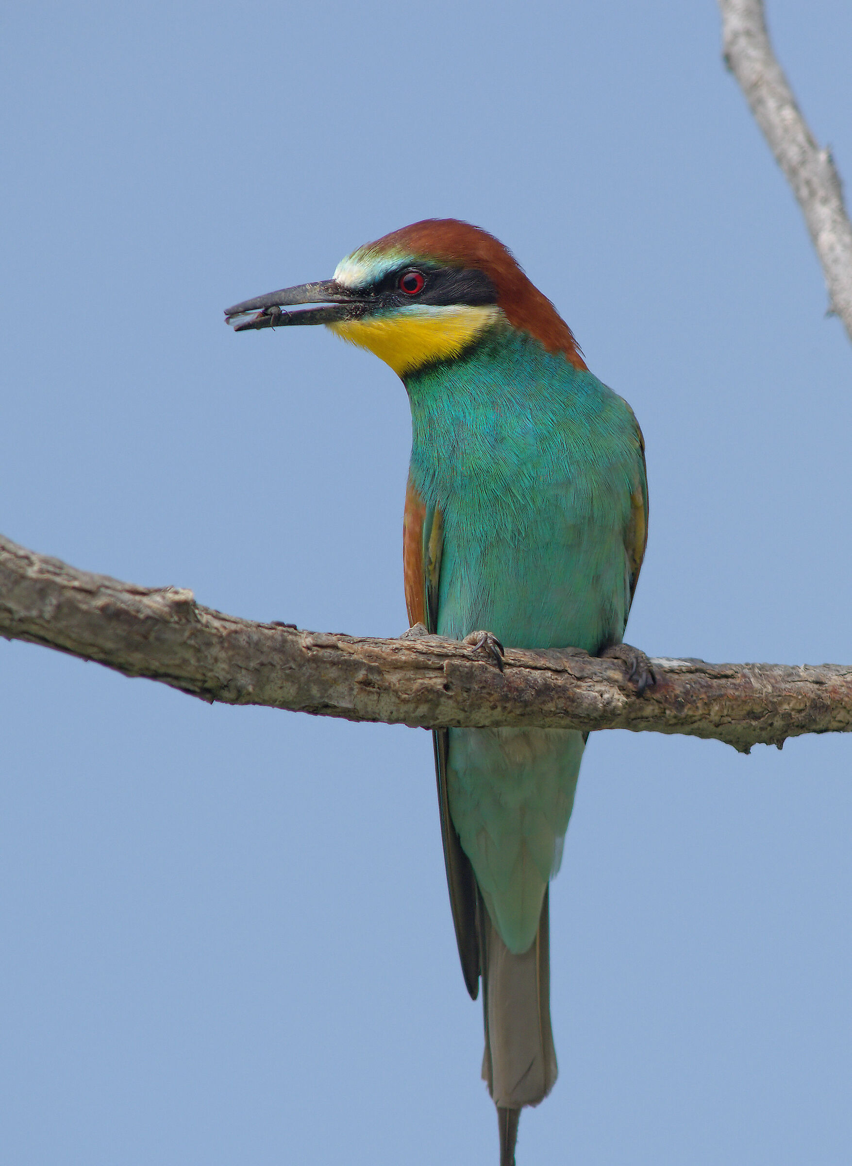 Bee-eater