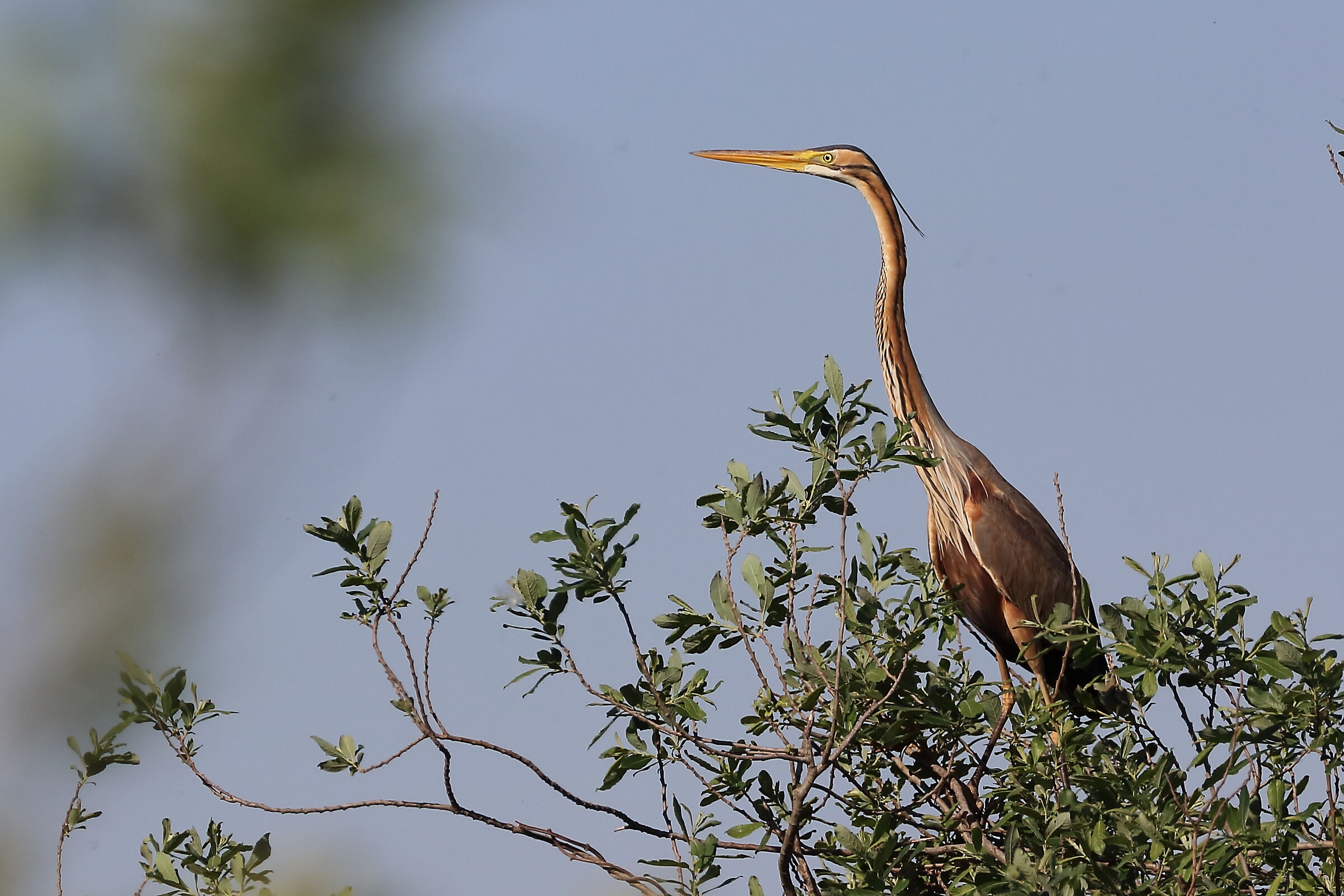Red Heron