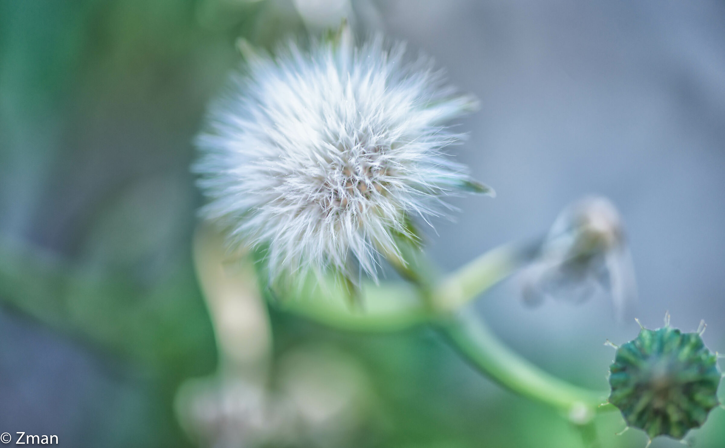 Dandelion