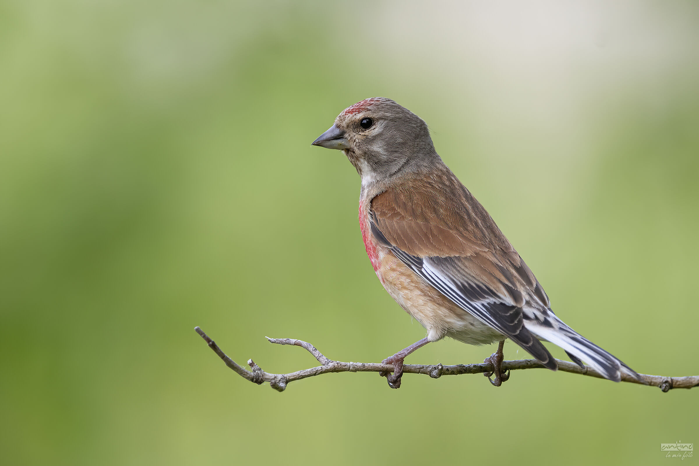 Linnet