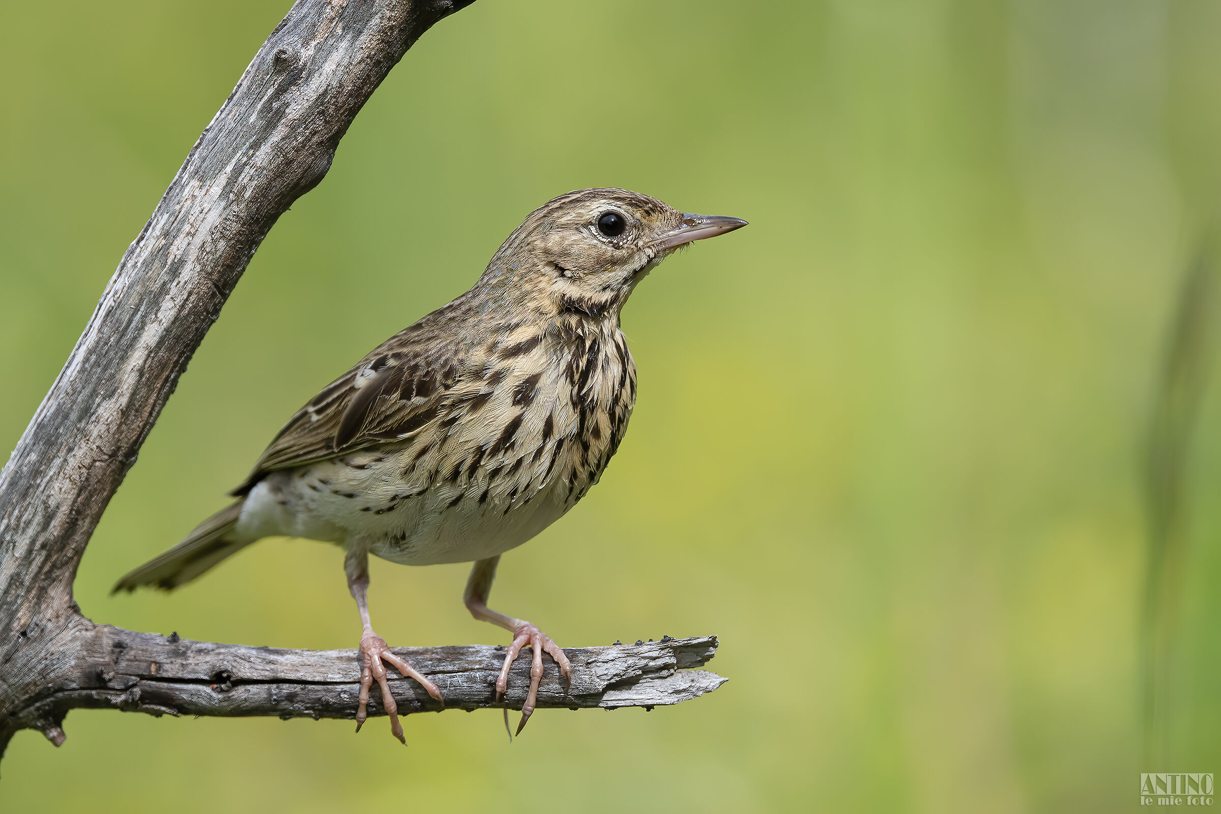 Tree Pipit