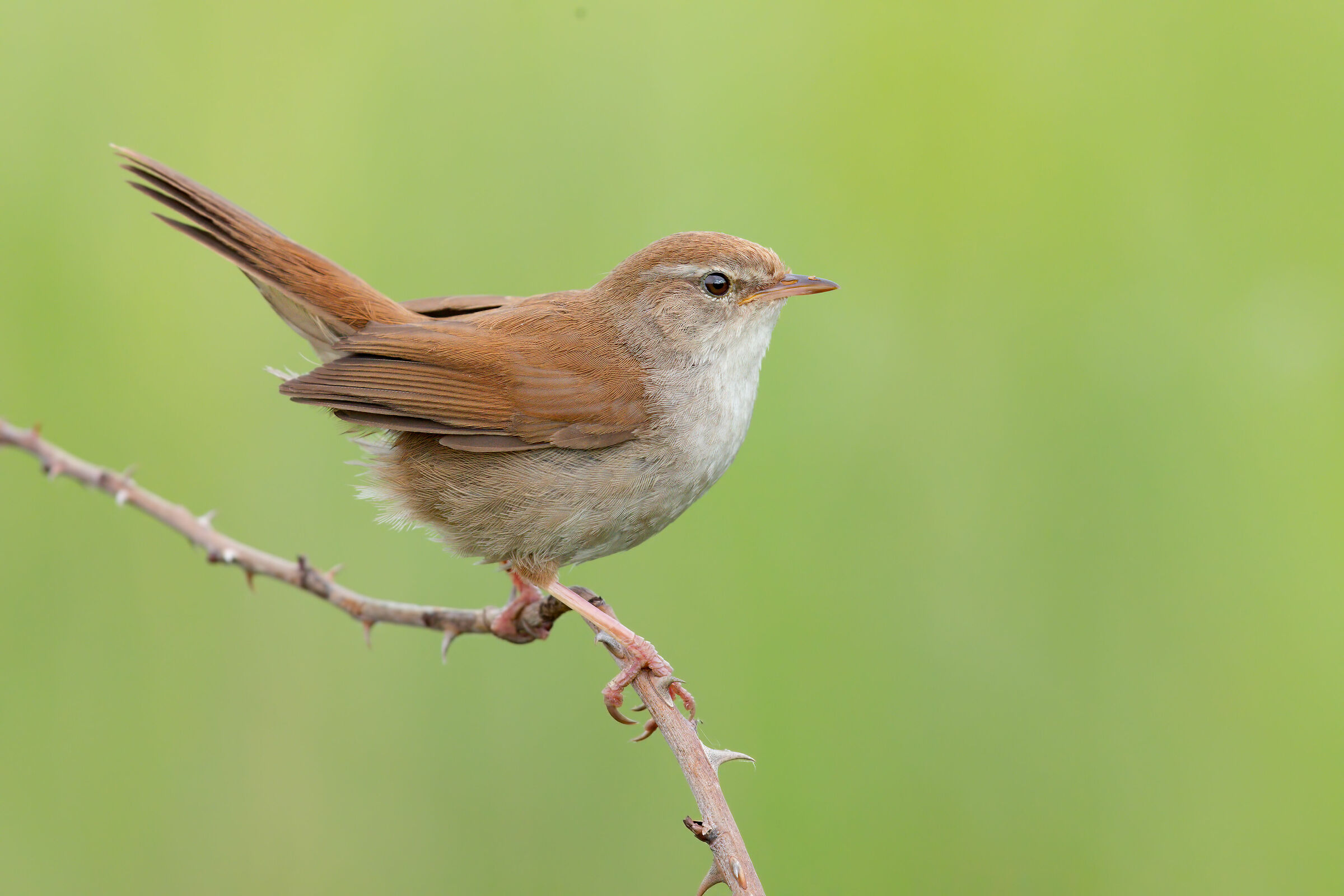 Usignolo di Fiume 5K