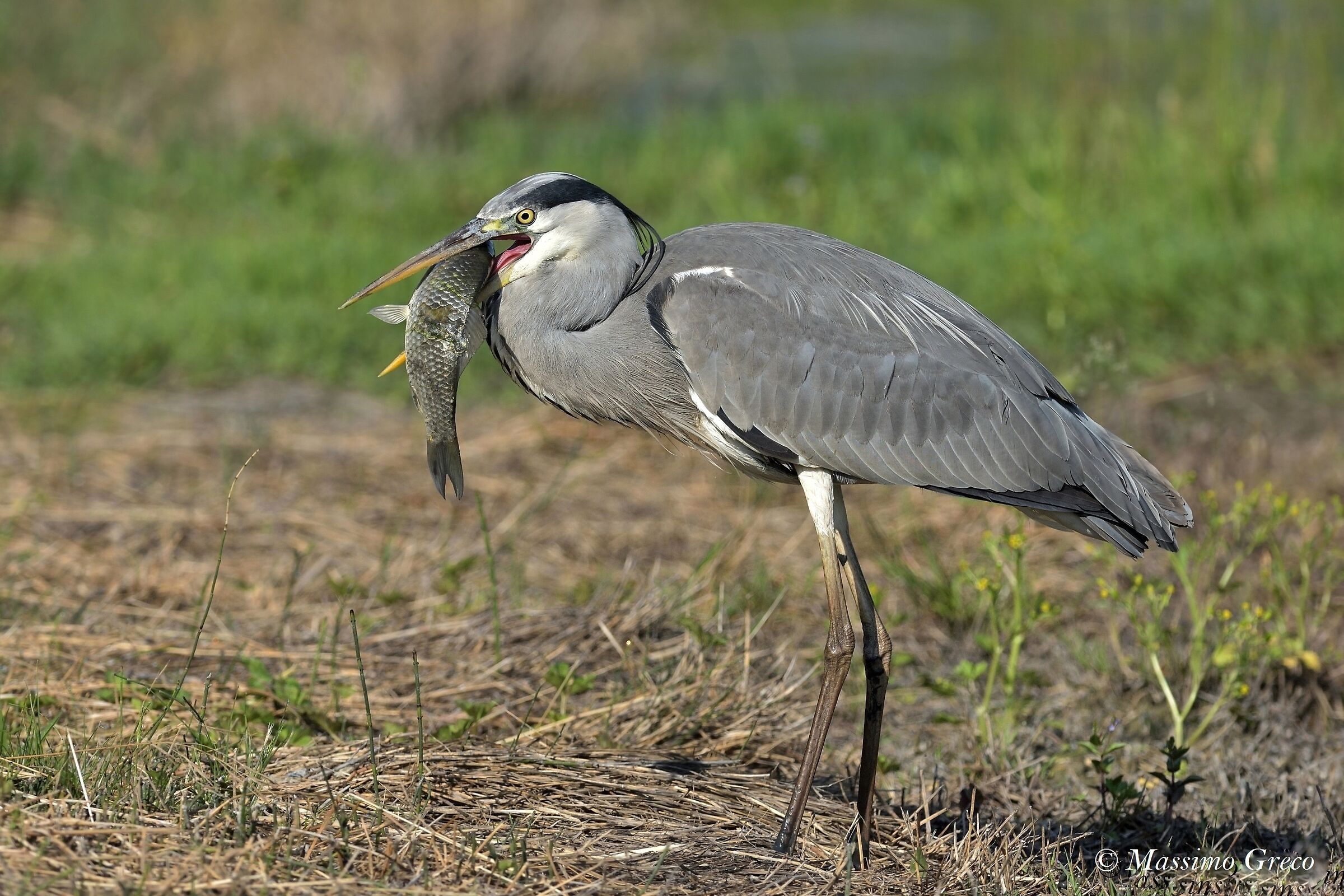 Grey Heron