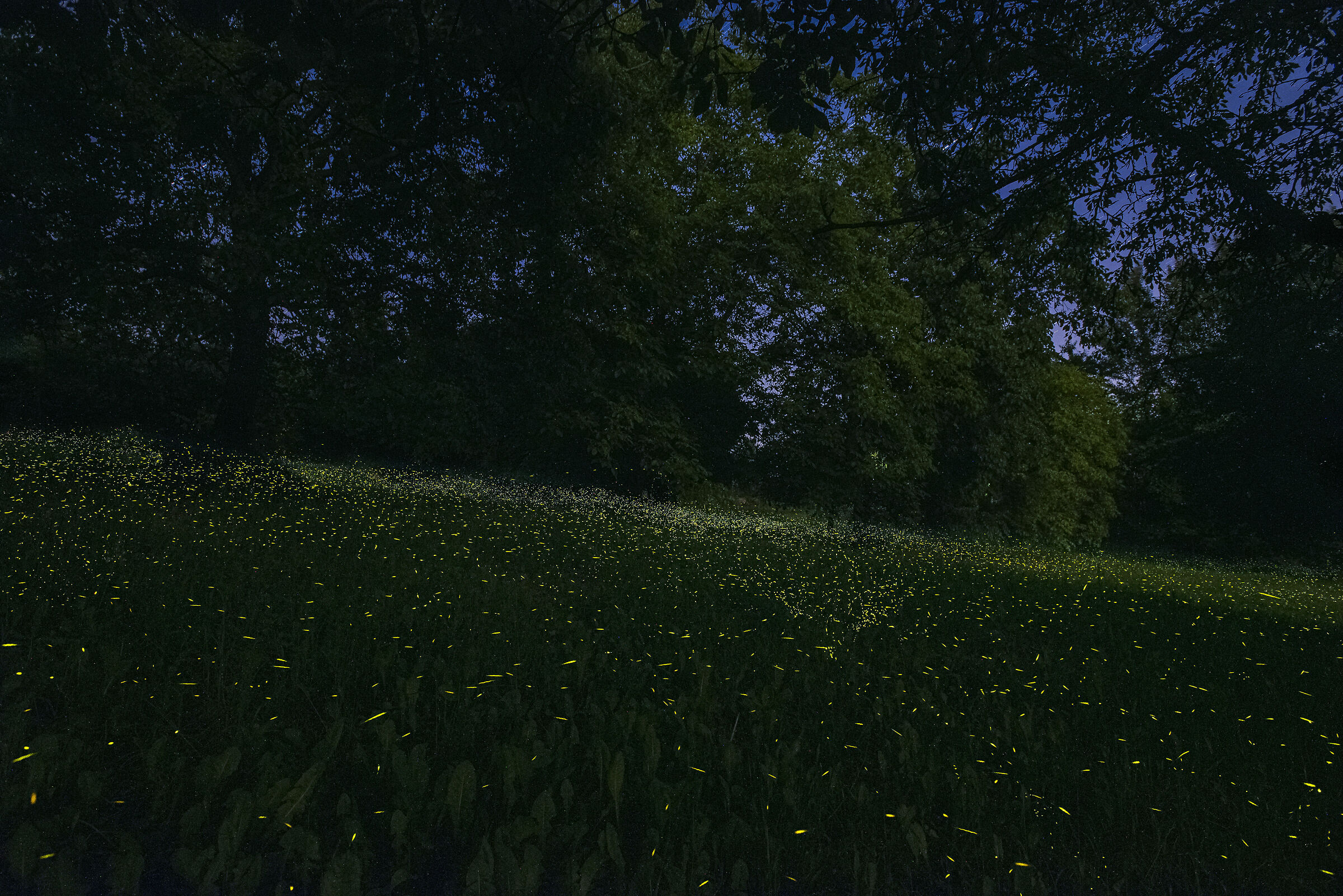 Fireflies in Hill