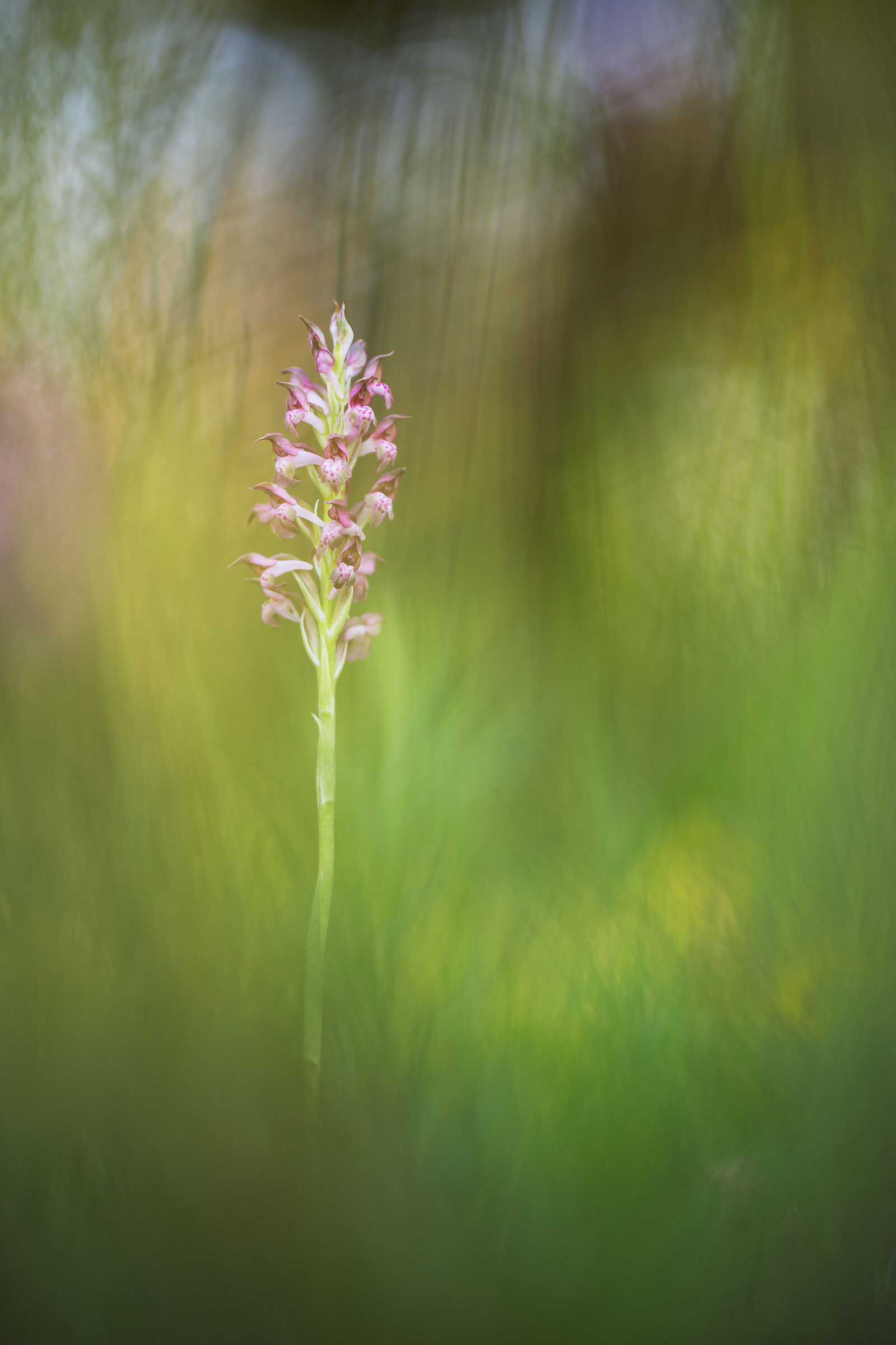 Anacamptis Coriophora