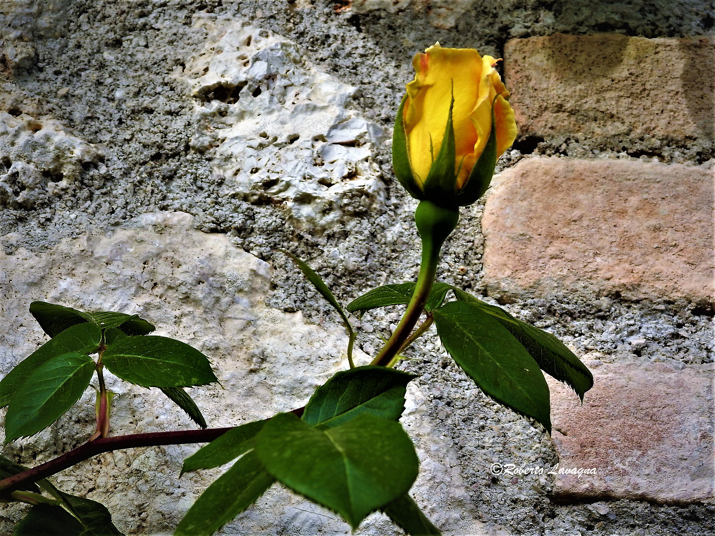 Yellow Rose