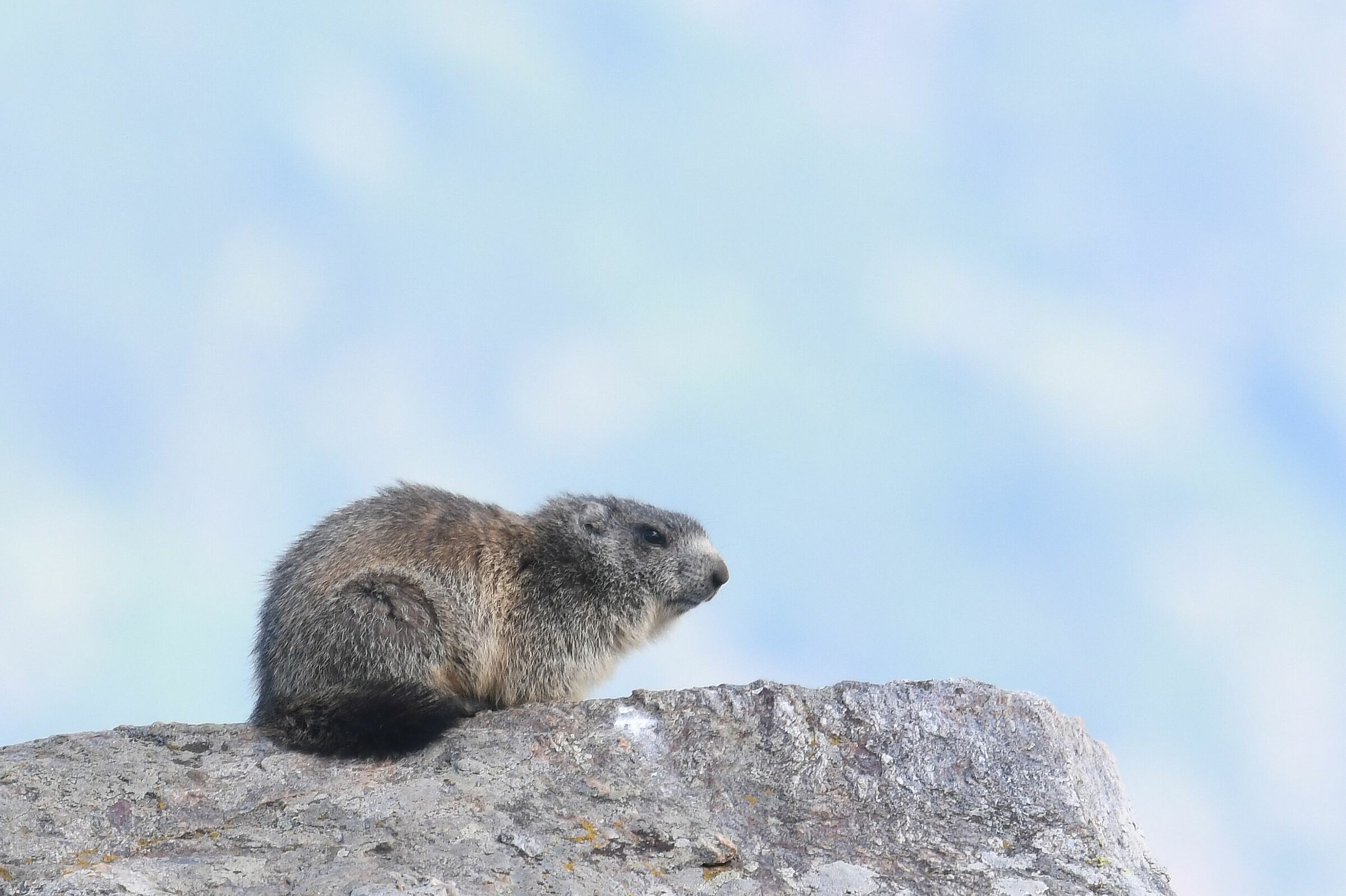 Marmot