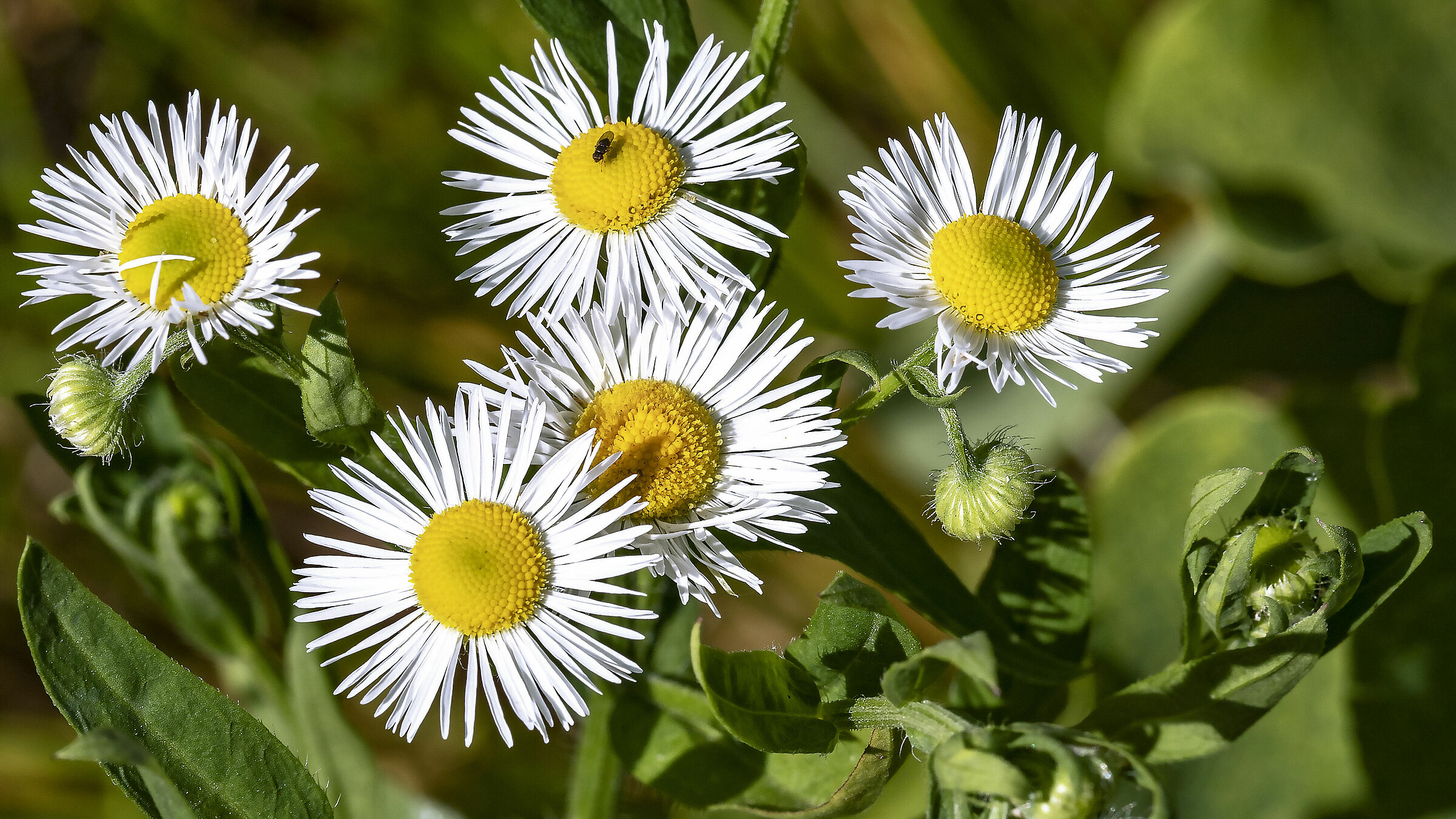 Chamomile with sleeping guest