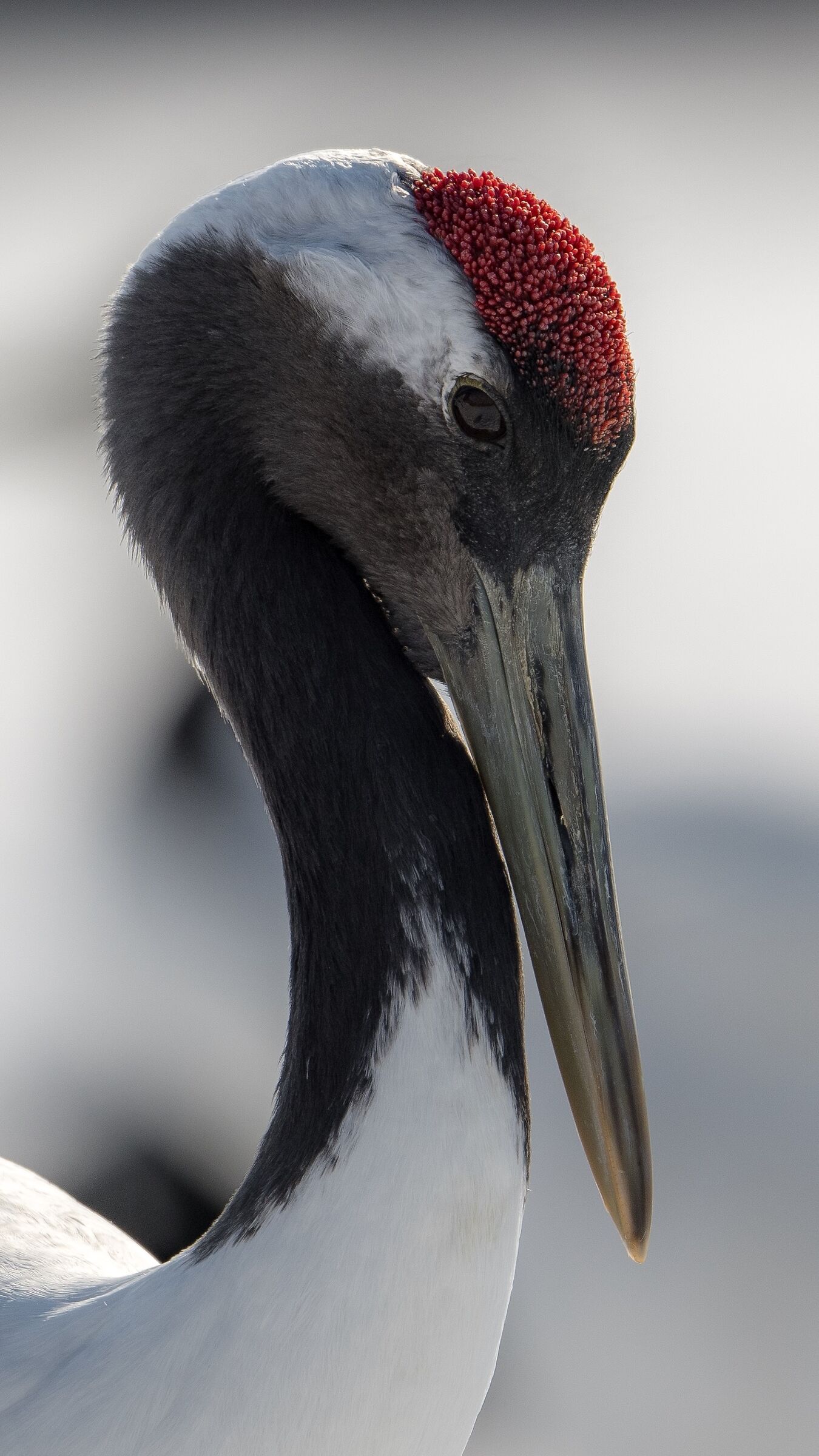 Manchuria Cranes, details