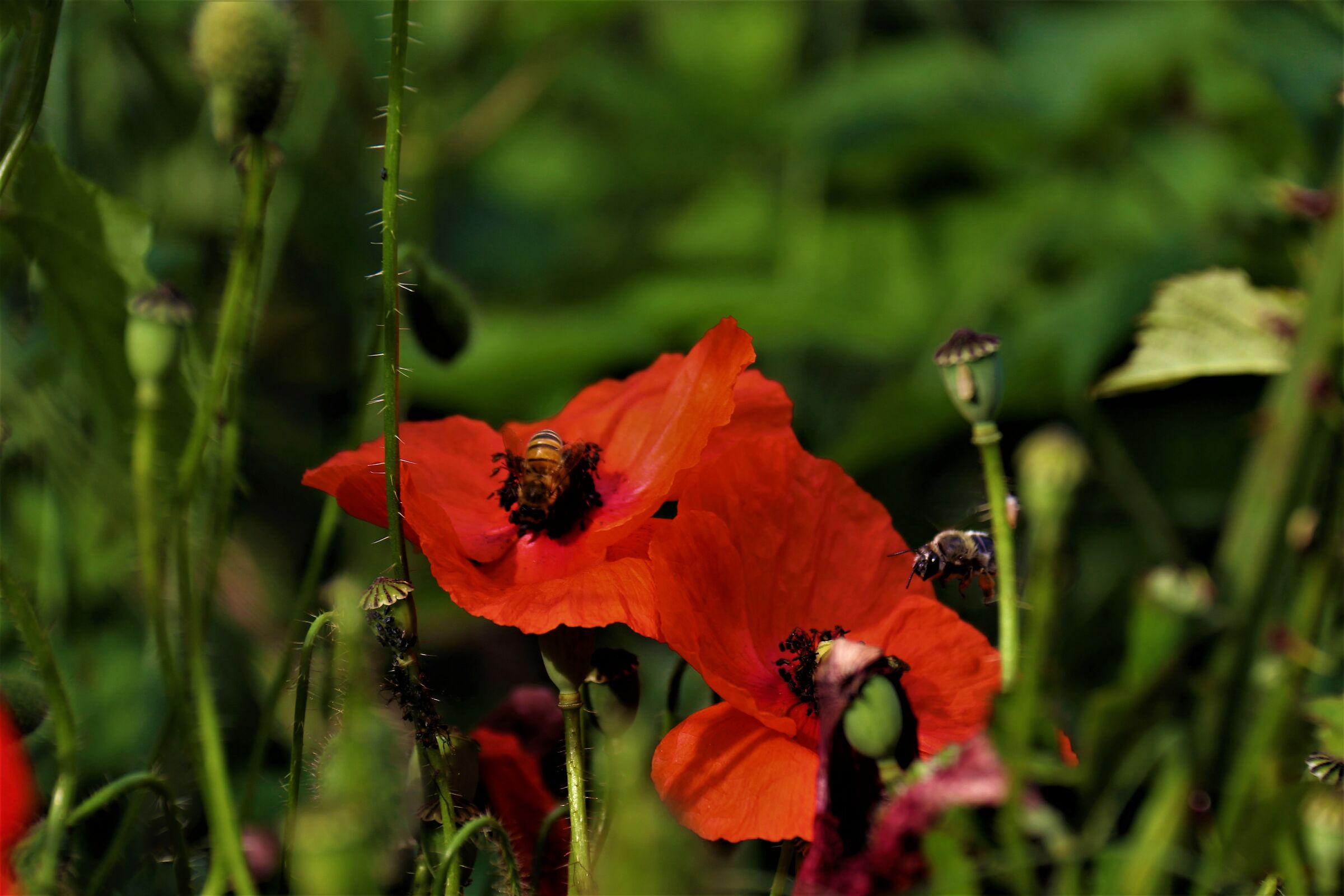 Api operaie al lavoro
