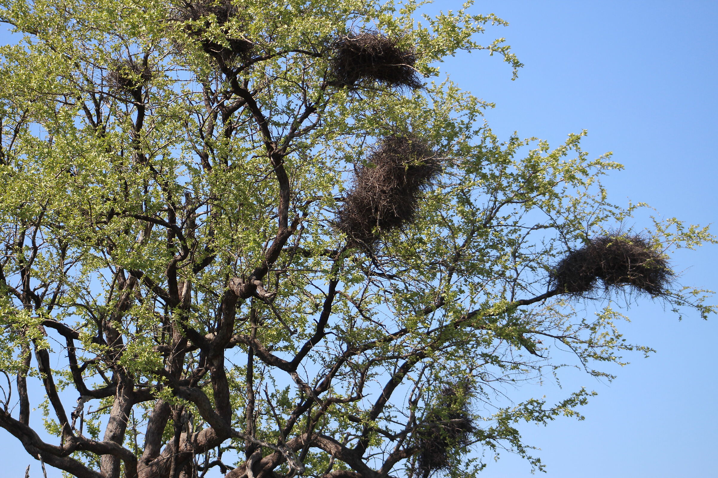 Weaver Bird Nests