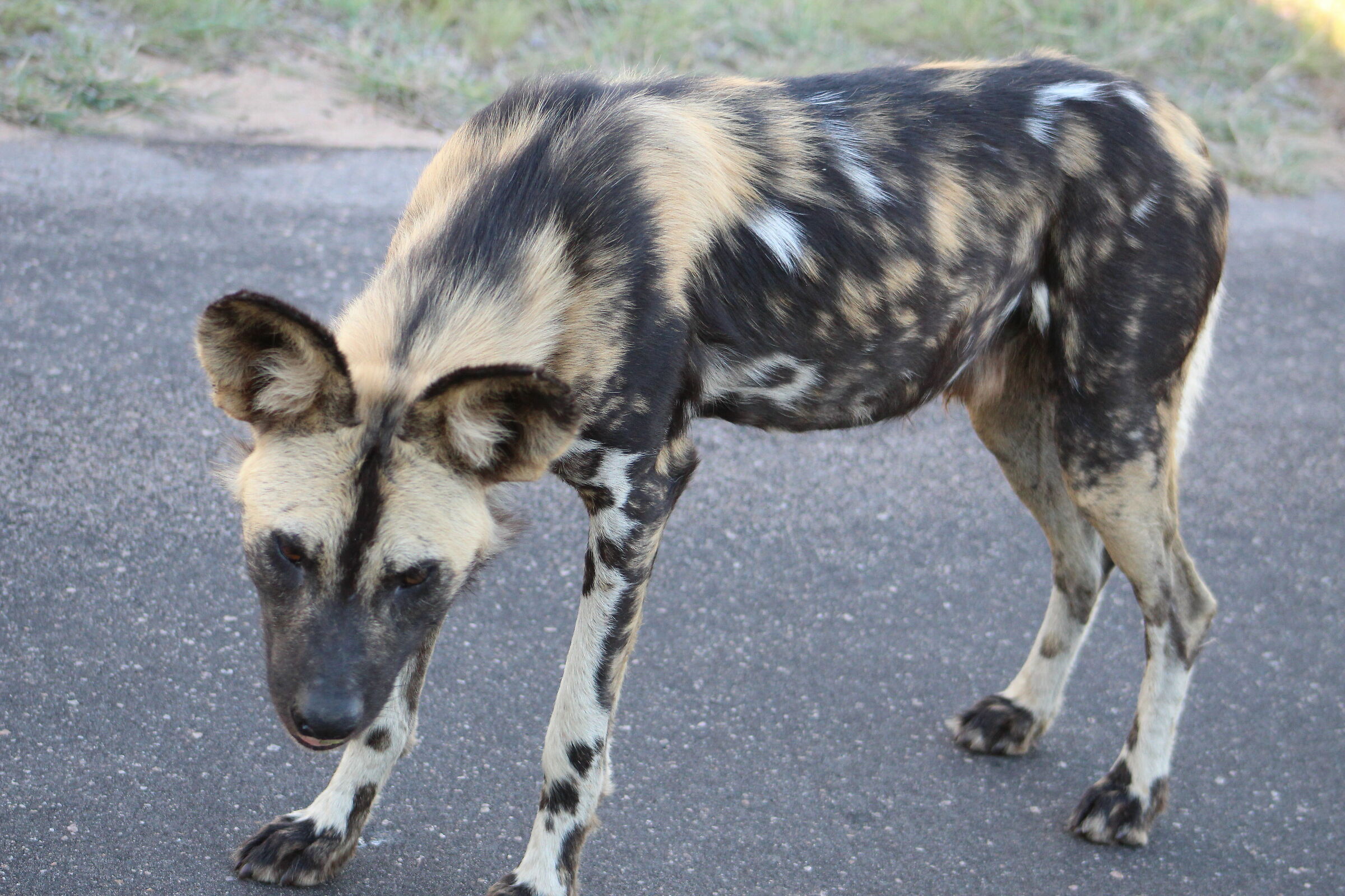 Wild Dog or Painted Wolf