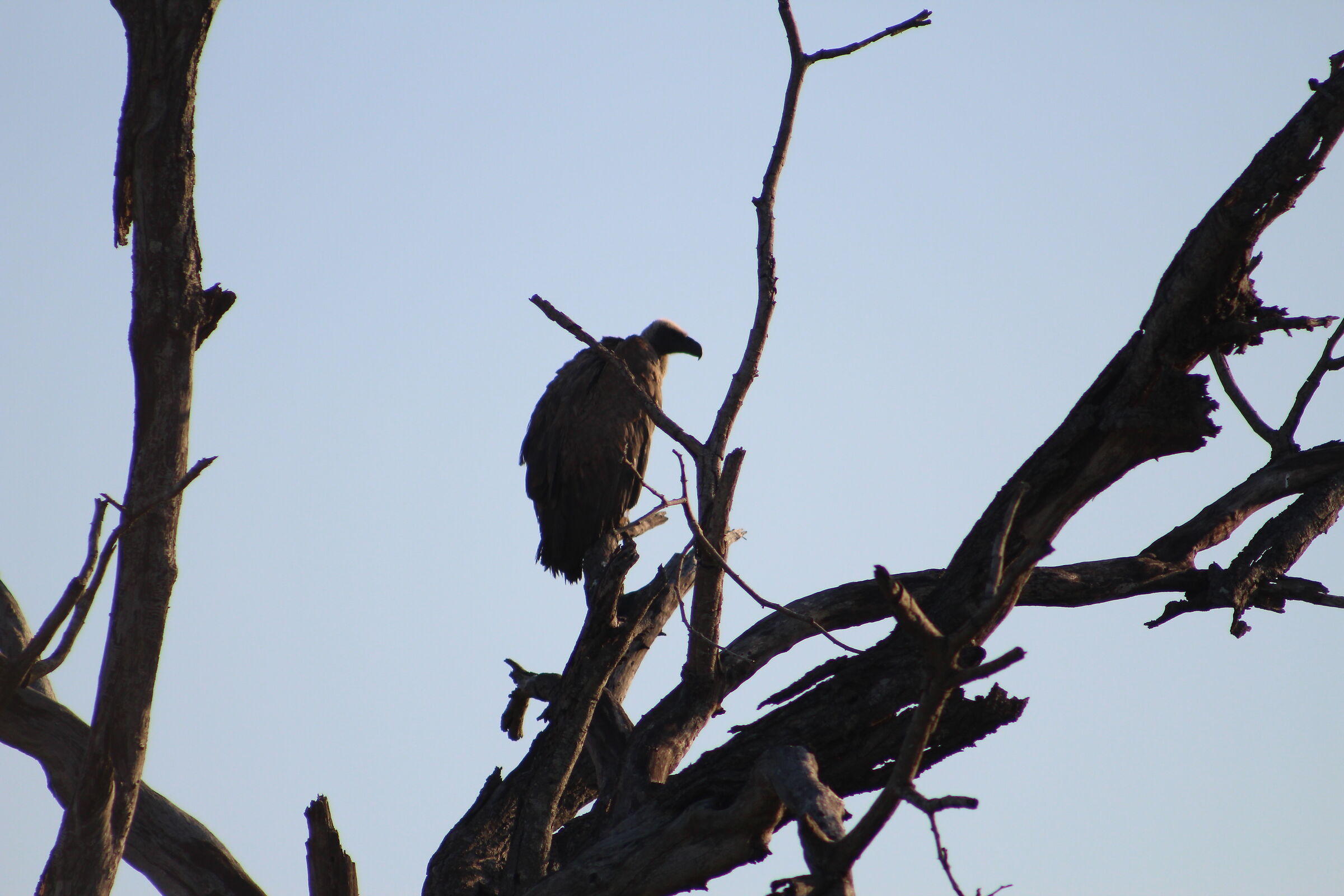 Can't See My Next Meal