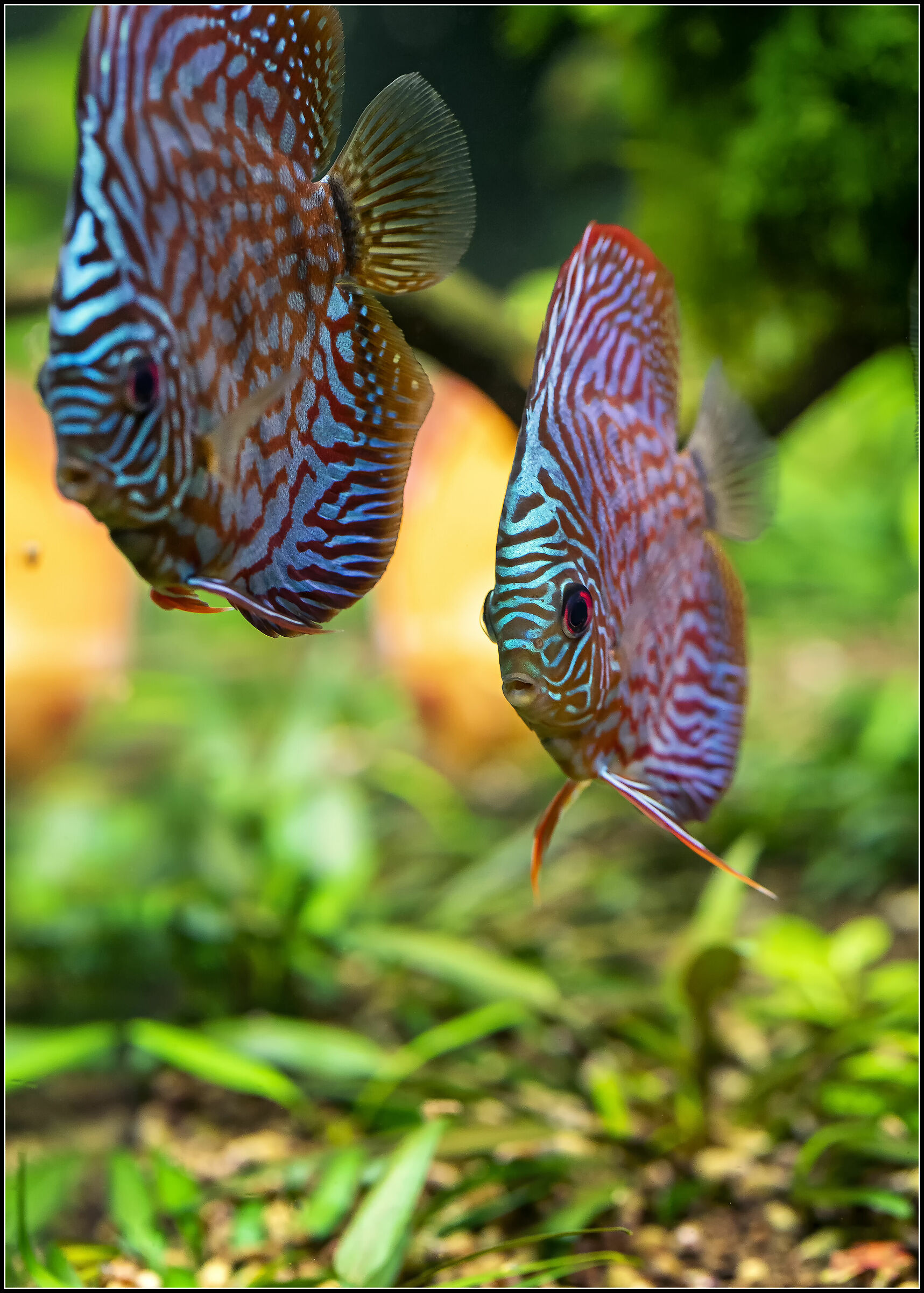Acquario Discus