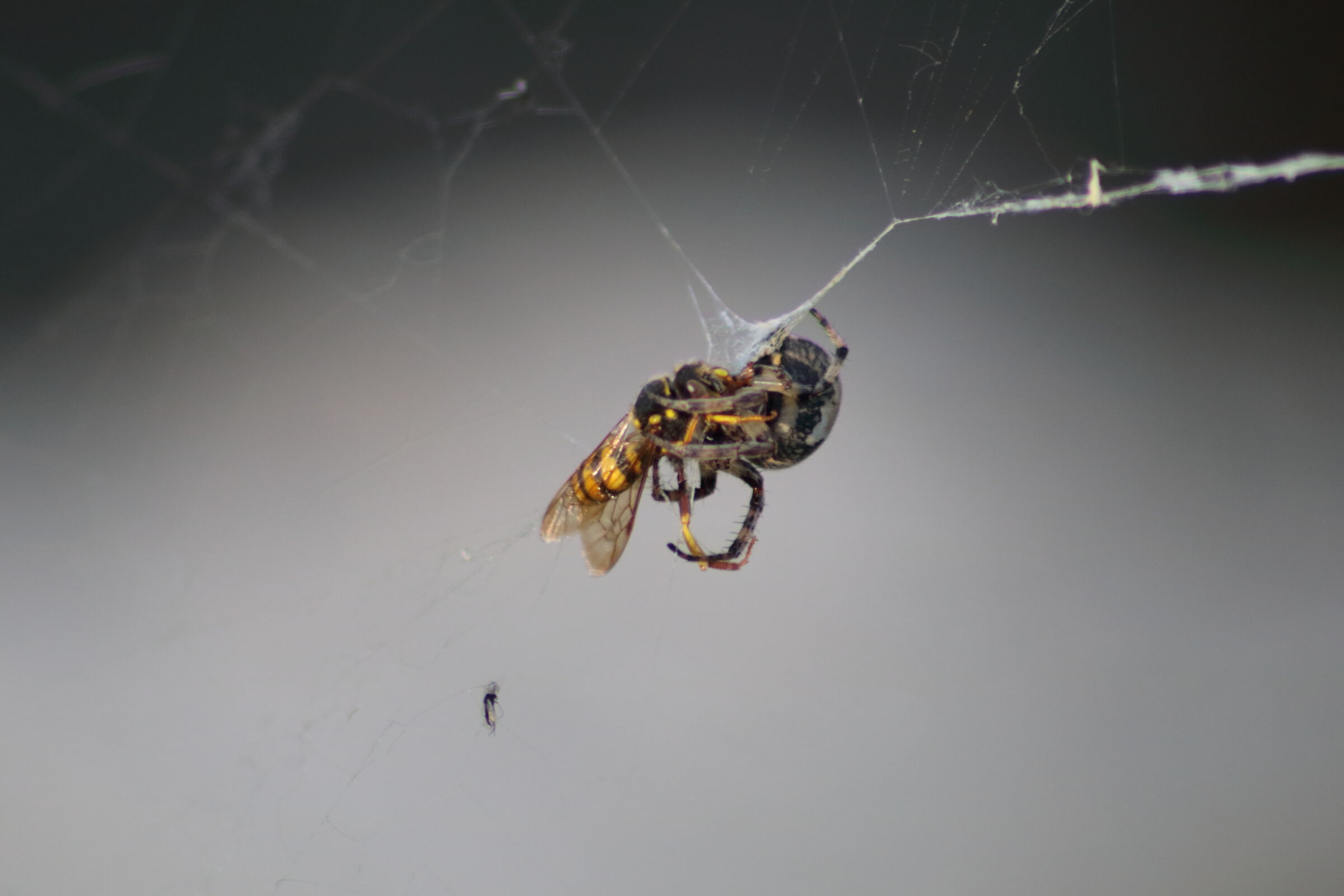 Who will have had the best