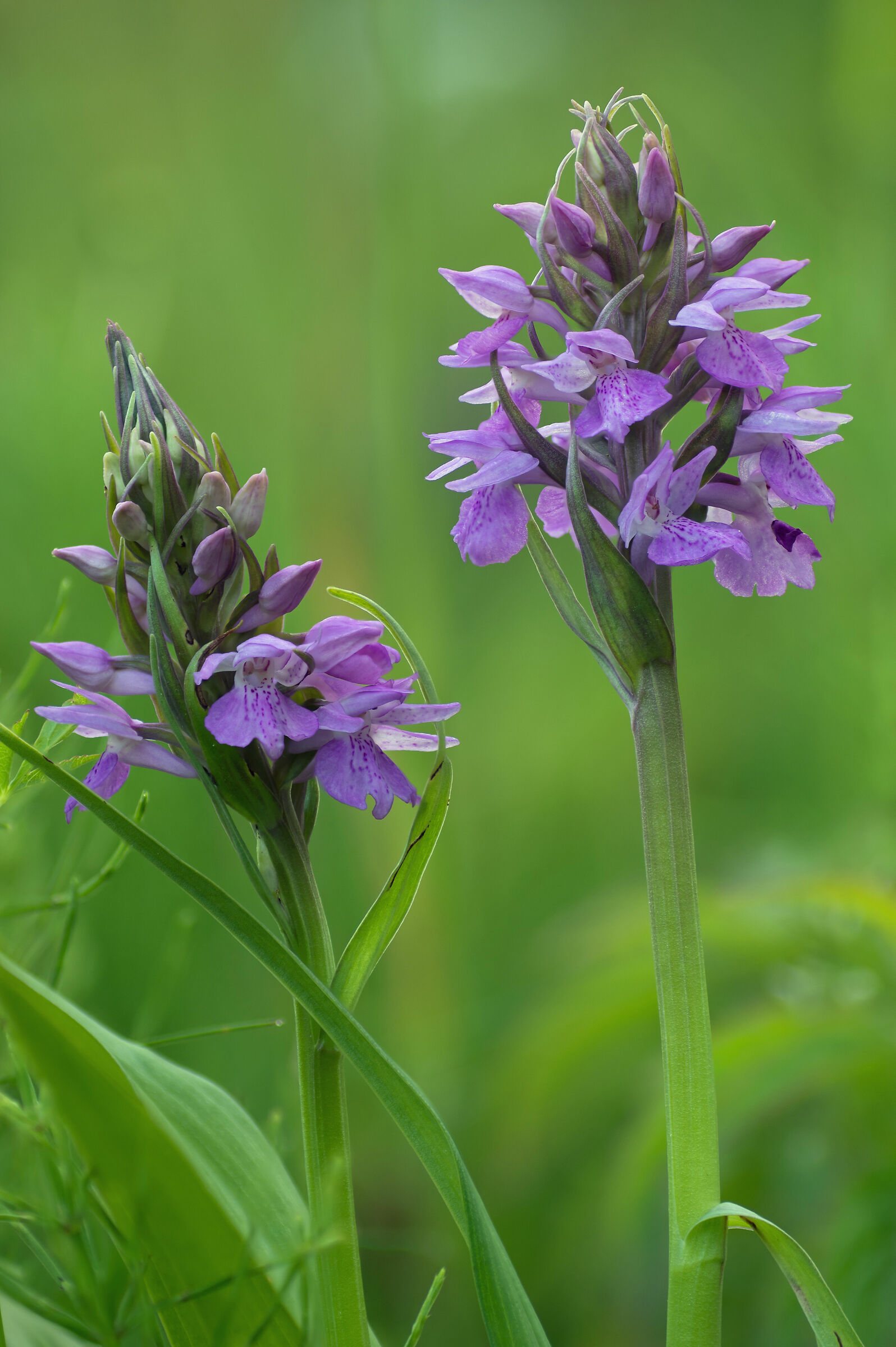 Dactylorhiza majalis, vedi i dettagli