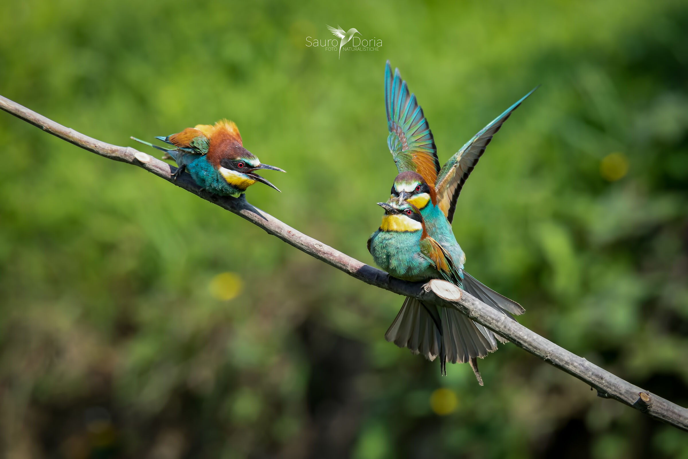 The third Intruder.... Mating Bee-eaters