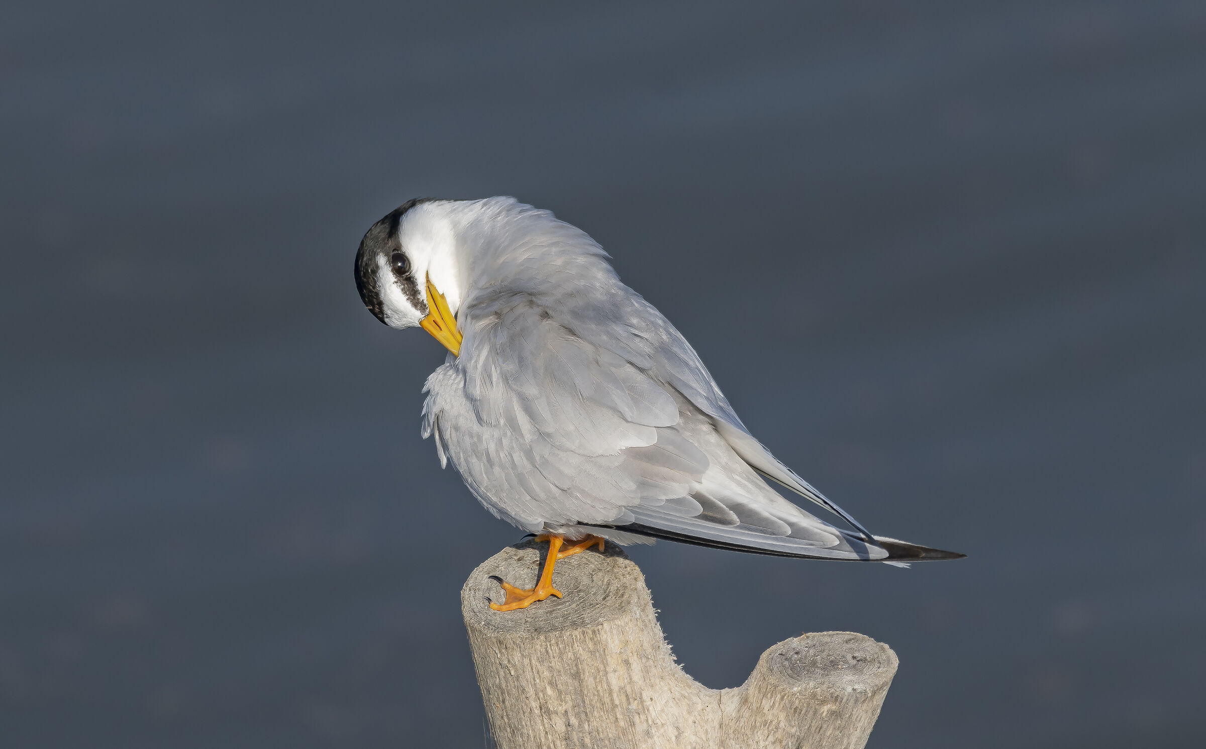 Little Tern