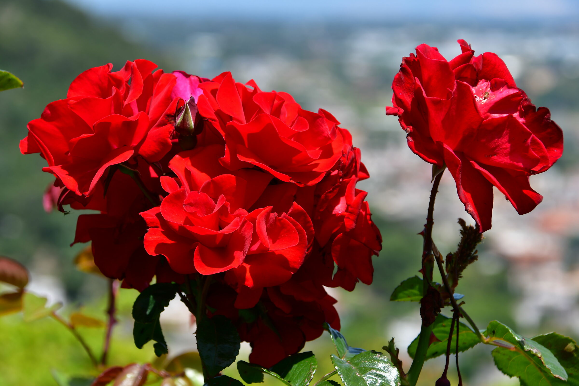 Red roses for you........
