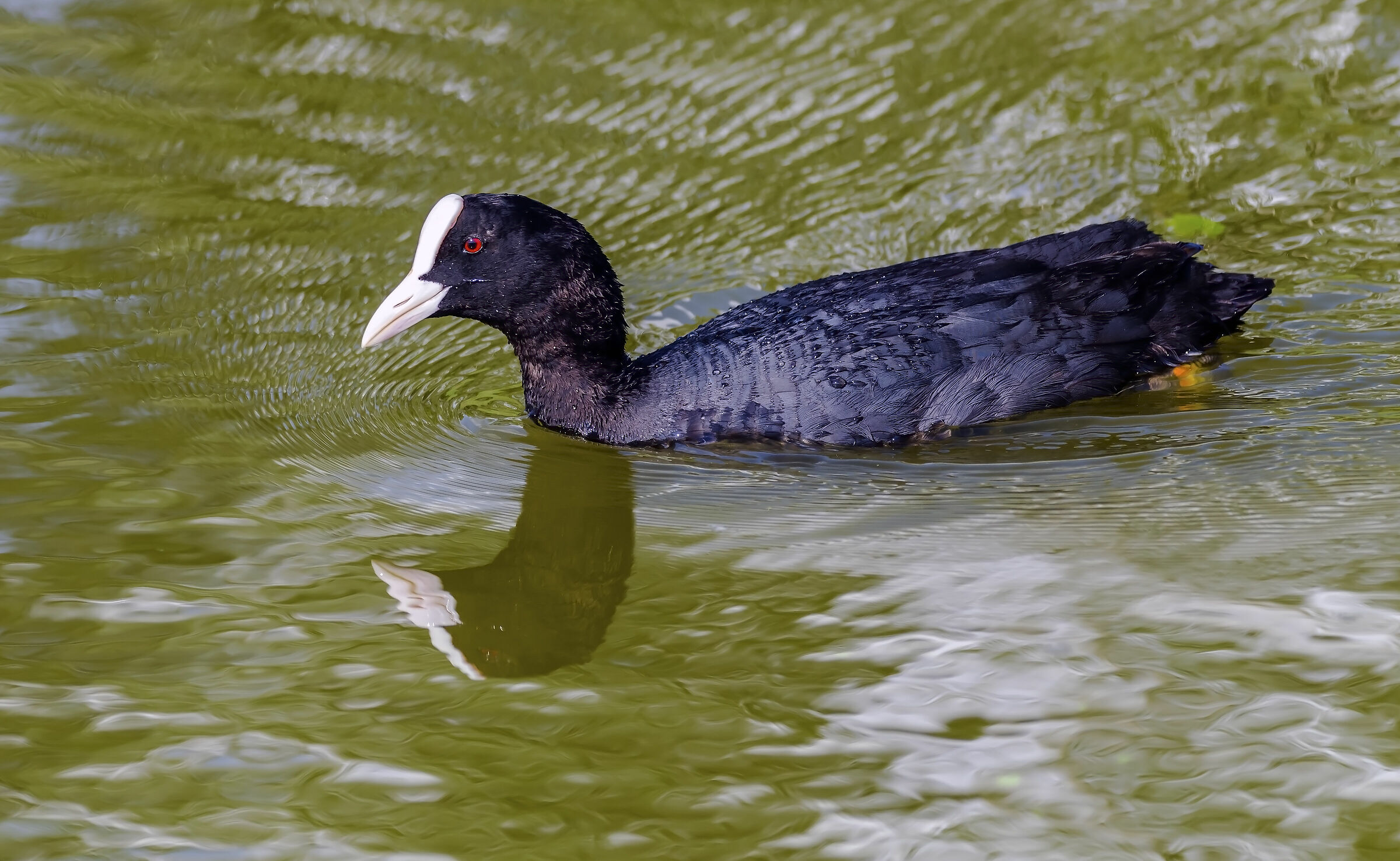 Di Fulica atra