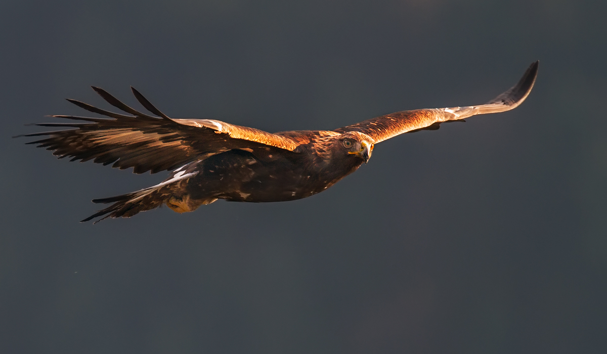 Golden eagle in flight