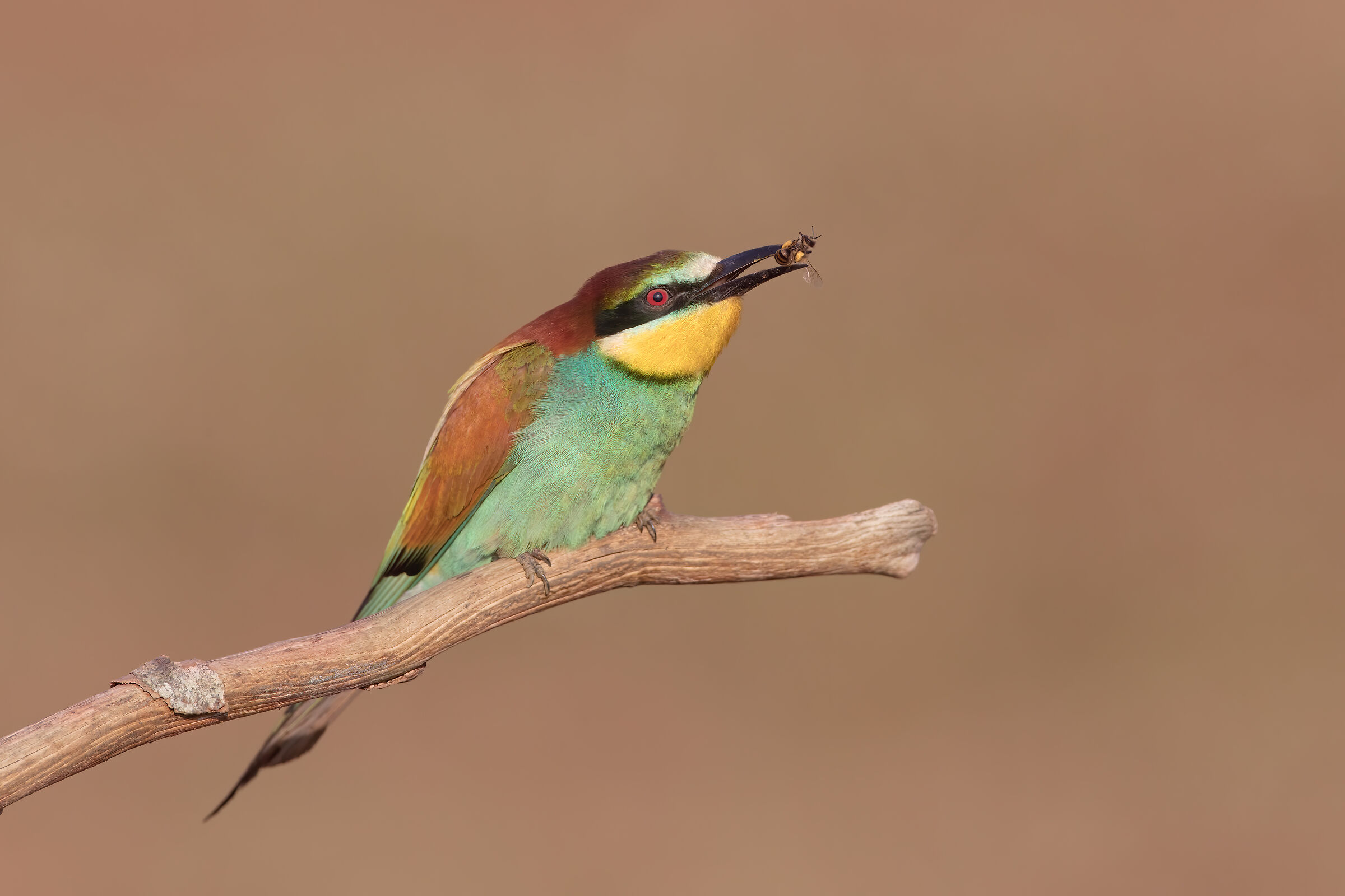 Bee-eater