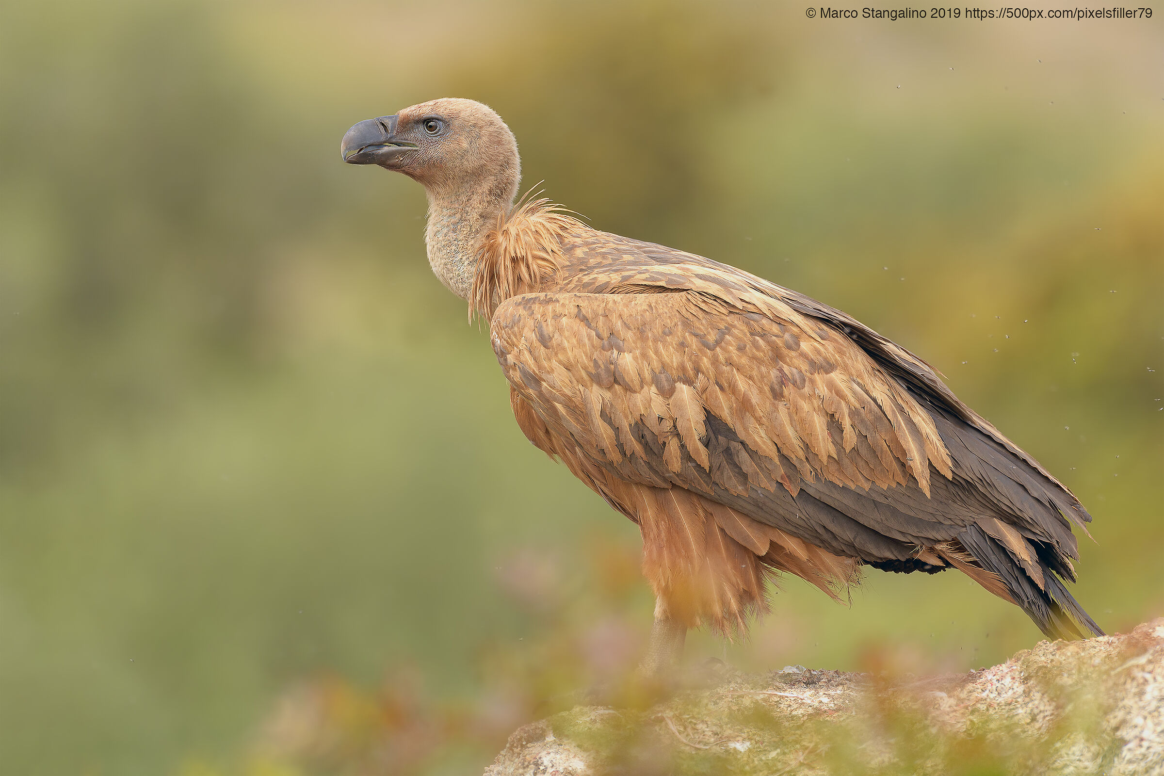 Colorful Gryphon....