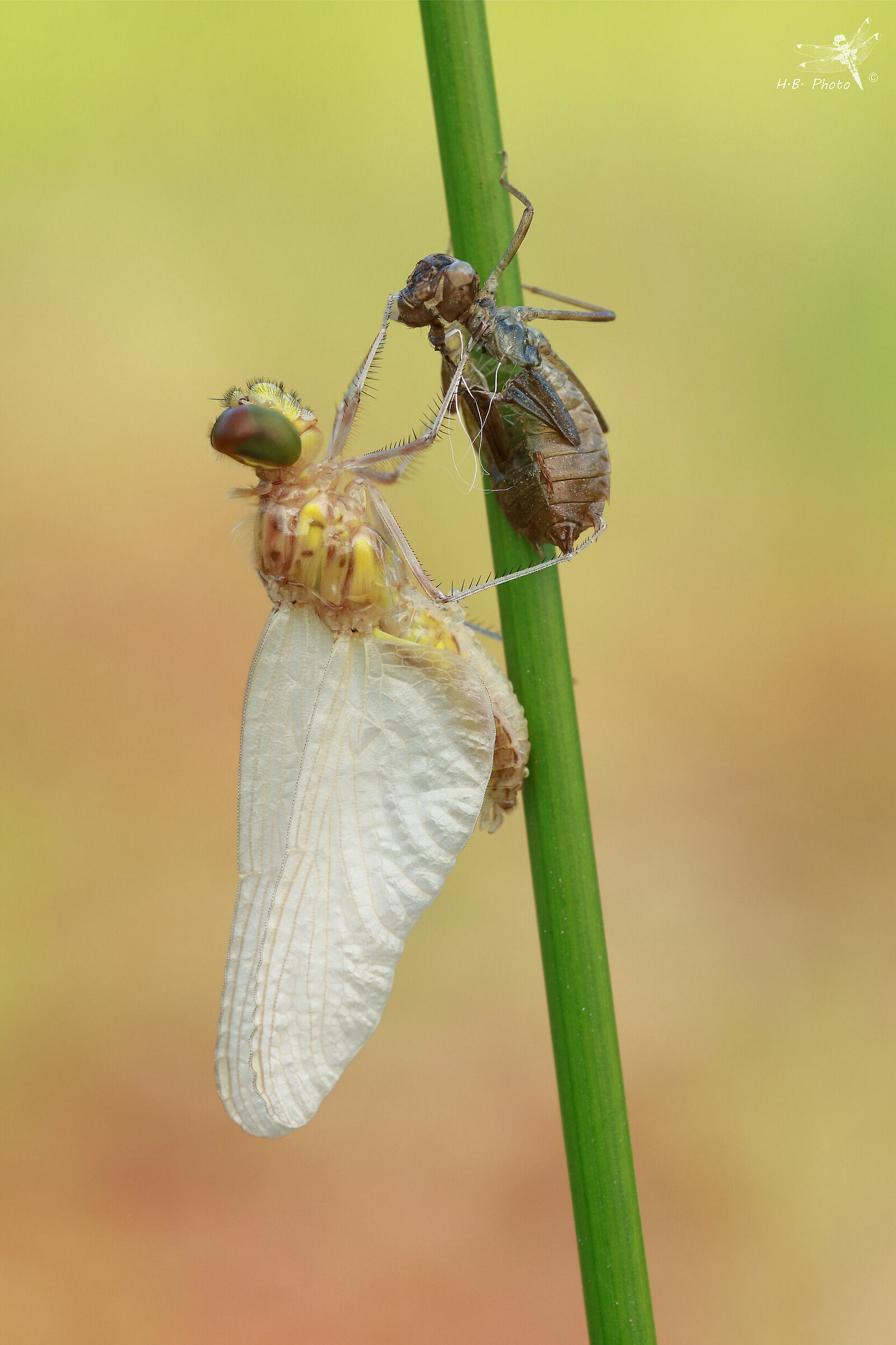 Sympetrum sanquineum, Maschio, neonato